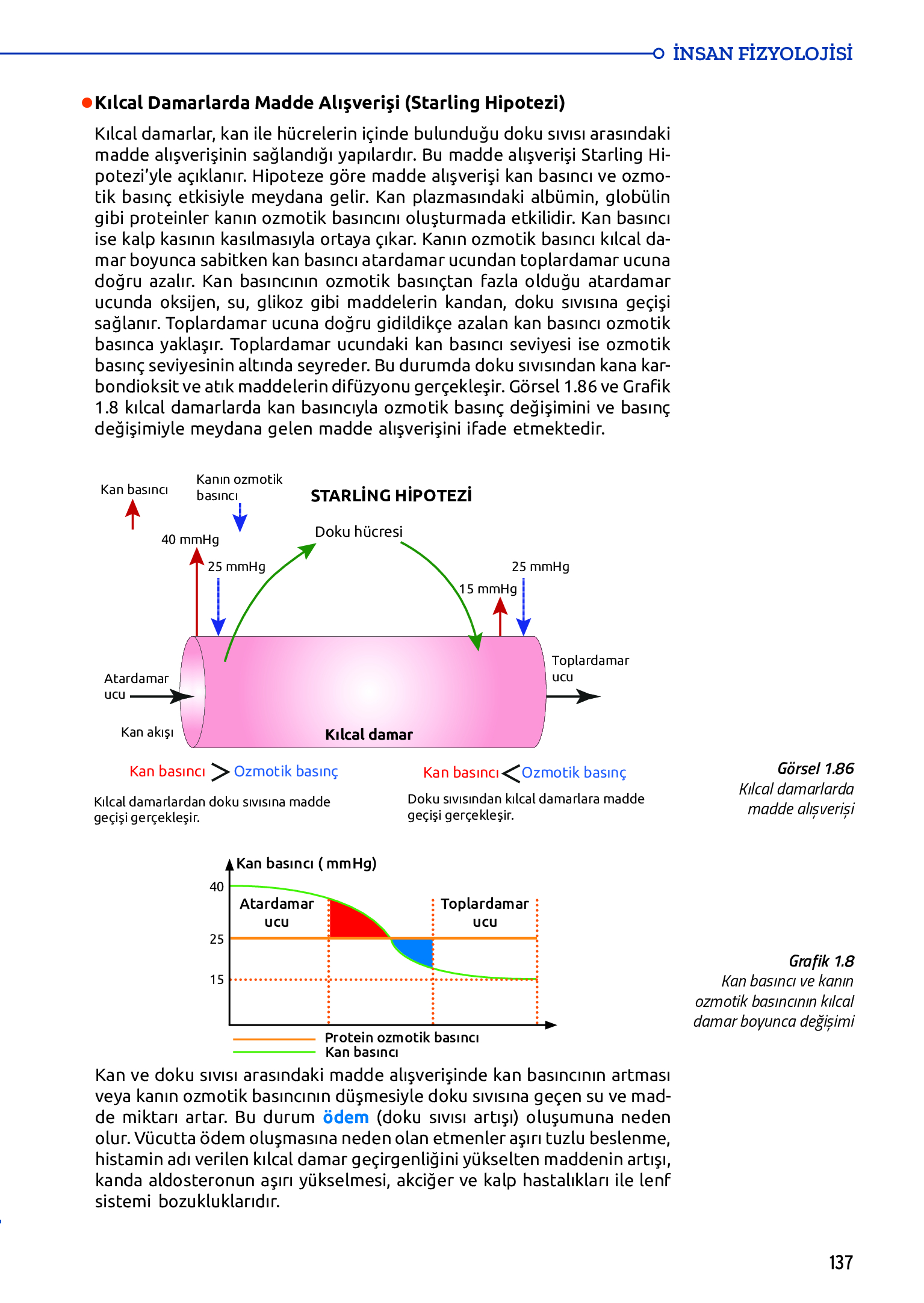 11. Sınıf Meb Yayınları Fen Lisesi Biyoloji Ders Kitabı Sayfa 137 Cevapları 11. Sınıf Meb Yayınları Fen Lisesi Biyoloji Ders Kitabı Sayfa 137 Cevapları