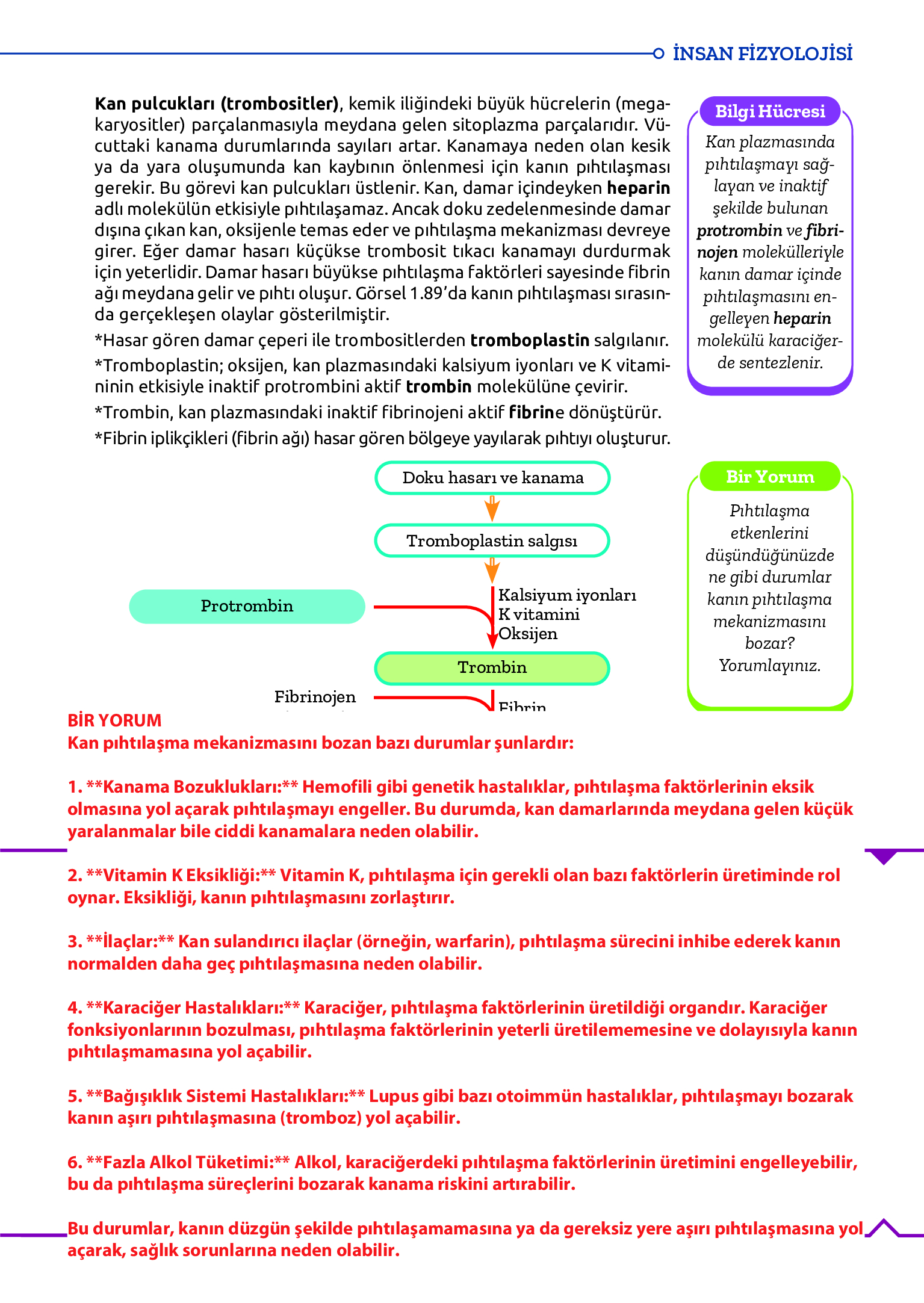 11. Sınıf Meb Yayınları Fen Lisesi Biyoloji Ders Kitabı Sayfa 141 Cevapları 11. Sınıf Meb Yayınları Fen Lisesi Biyoloji Ders Kitabı Sayfa 141 Cevapları