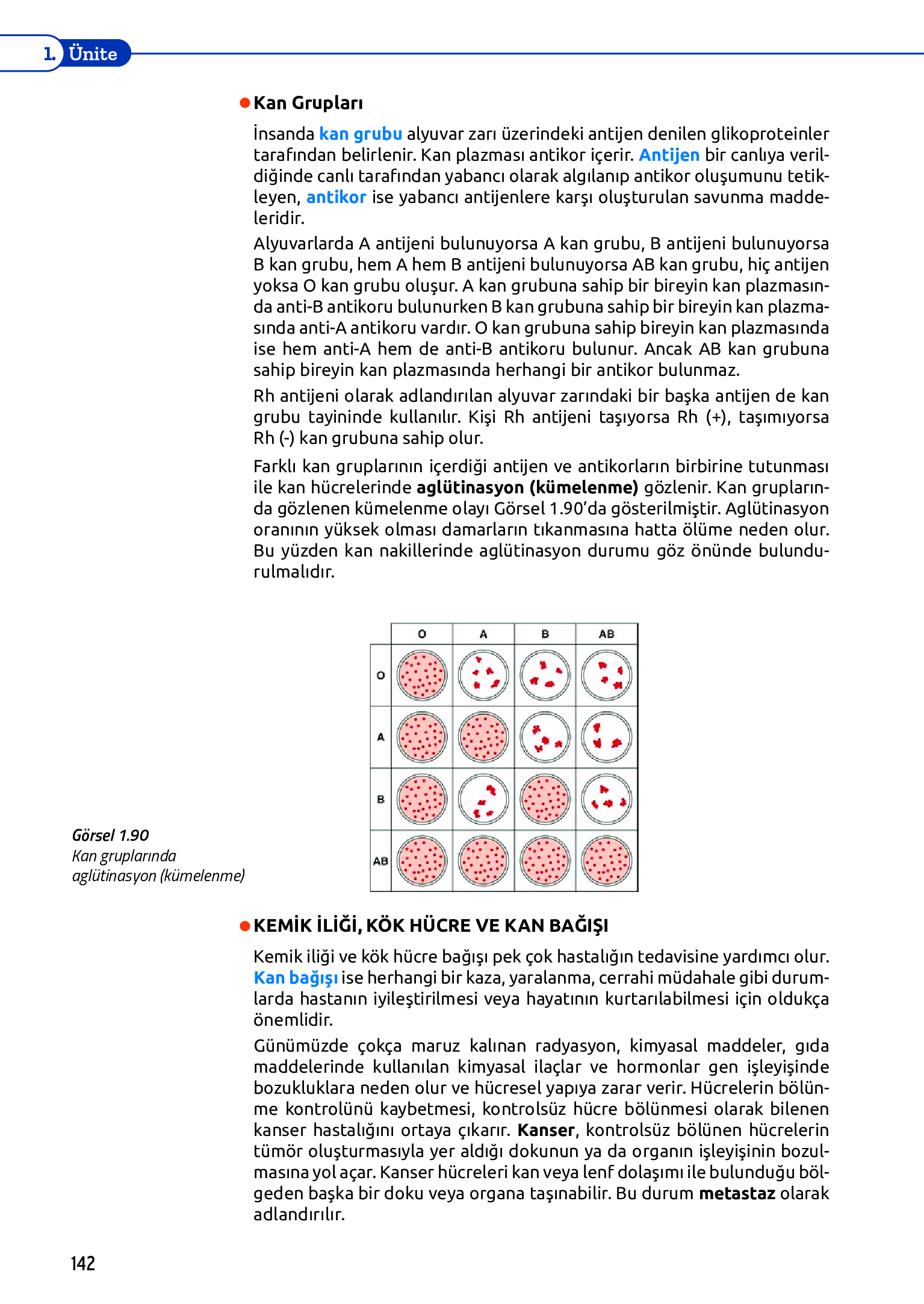 11. Sınıf Meb Yayınları Fen Lisesi Biyoloji Ders Kitabı Sayfa 142 Cevapları 11. Sınıf Meb Yayınları Fen Lisesi Biyoloji Ders Kitabı Sayfa 142 Cevapları
