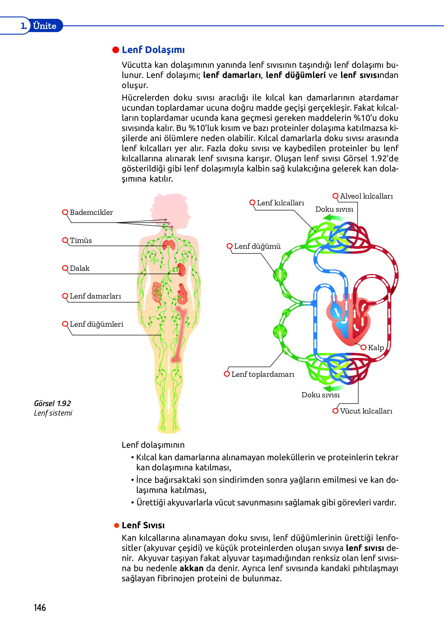 11. Sınıf Meb Yayınları Fen Lisesi Biyoloji Ders Kitabı Sayfa 146 Cevapları