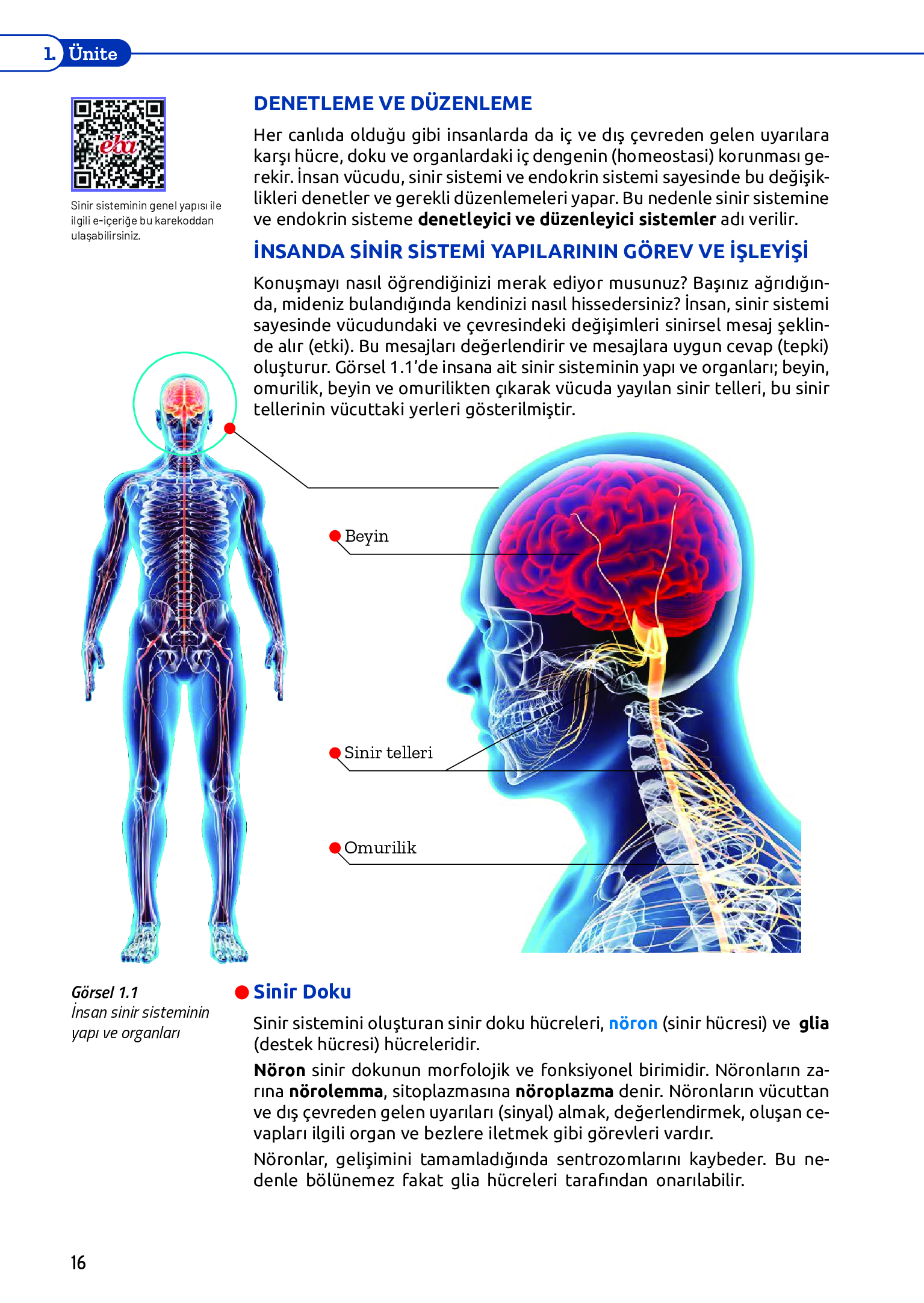 11. Sınıf Meb Yayınları Fen Lisesi Biyoloji Ders Kitabı Sayfa 16 Cevapları