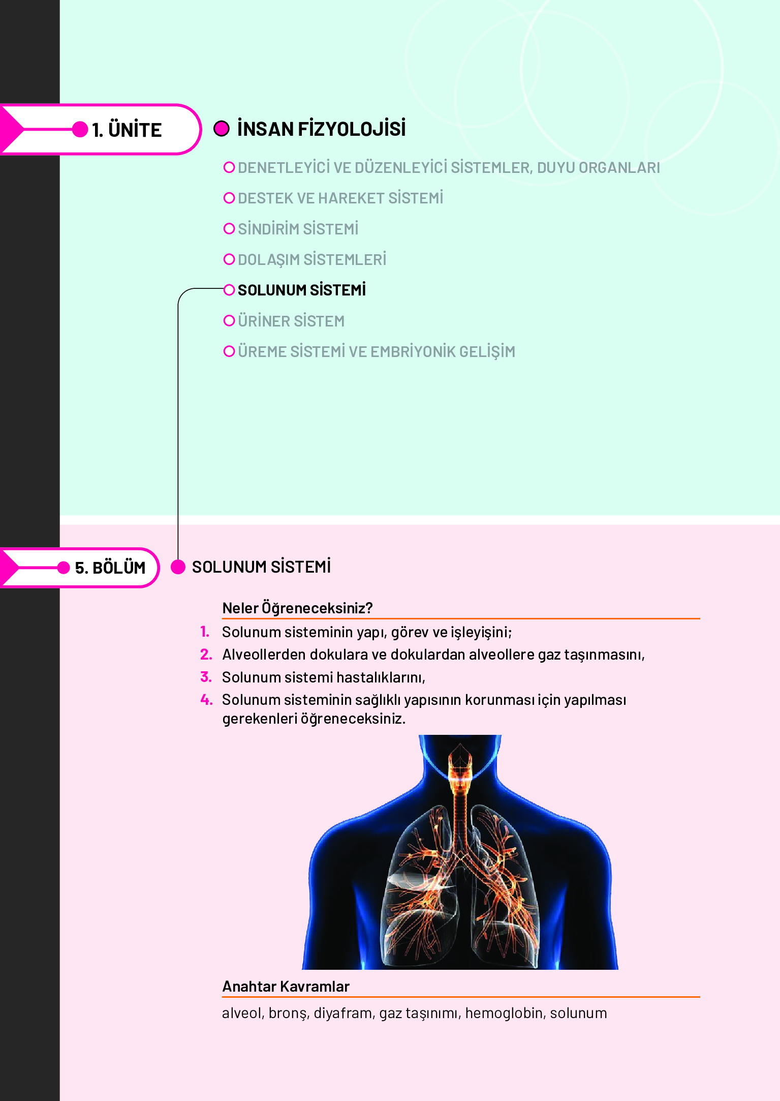 11. Sınıf Meb Yayınları Fen Lisesi Biyoloji Ders Kitabı Sayfa 164 Cevapları 11. Sınıf Meb Yayınları Fen Lisesi Biyoloji Ders Kitabı Sayfa 164 Cevapları