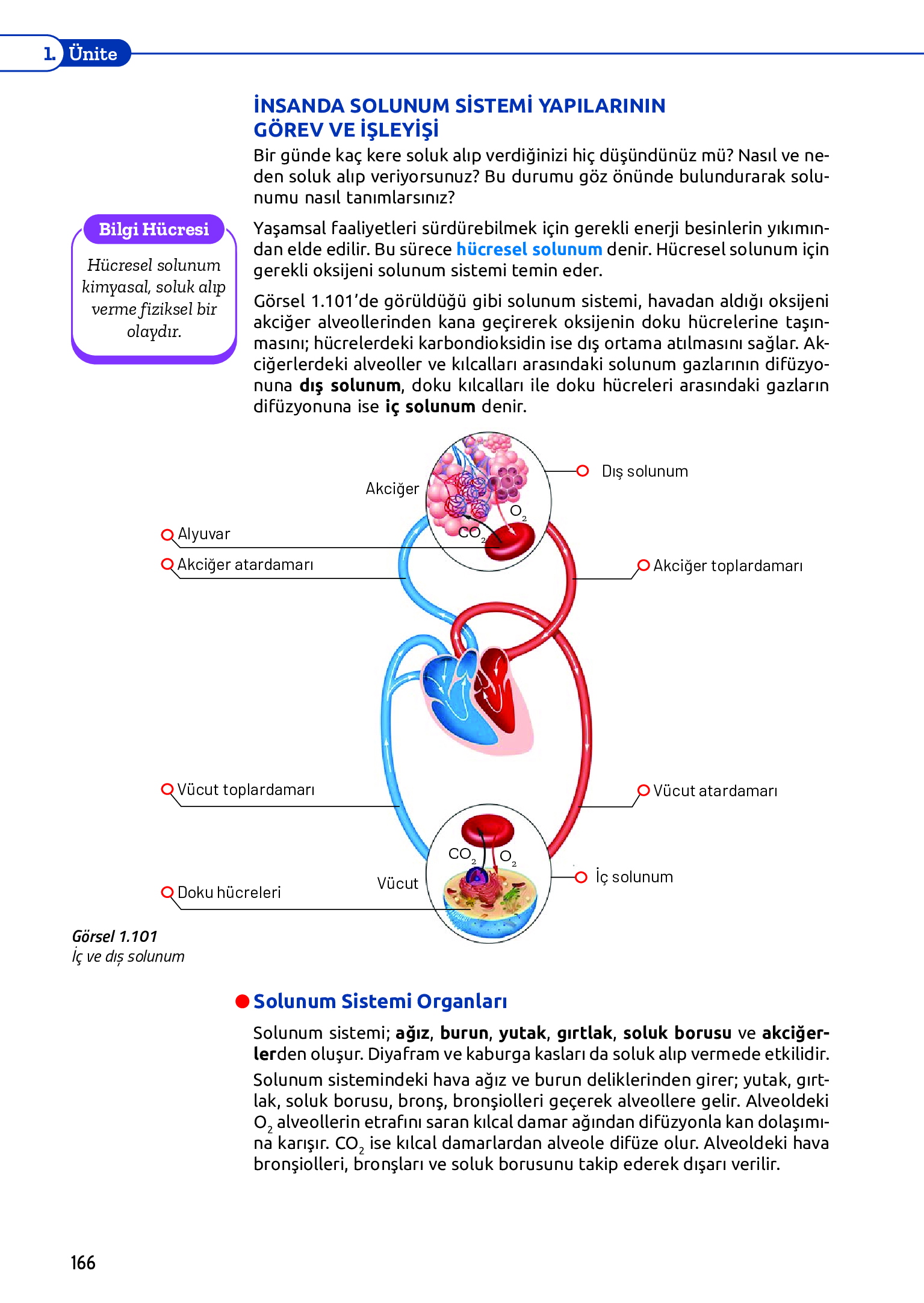 11. Sınıf Meb Yayınları Fen Lisesi Biyoloji Ders Kitabı Sayfa 166 Cevapları
