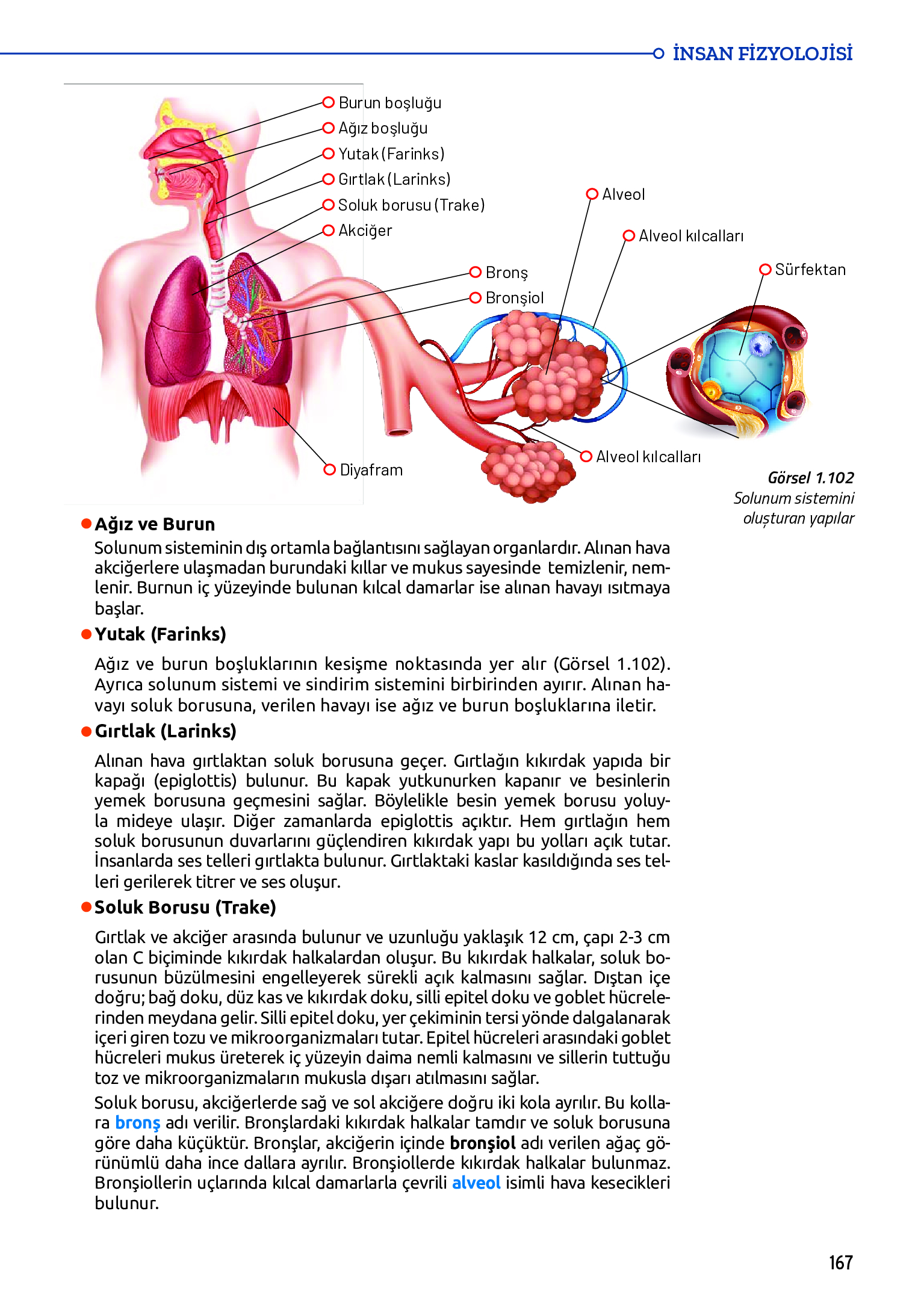 11. Sınıf Meb Yayınları Fen Lisesi Biyoloji Ders Kitabı Sayfa 167 Cevapları 11. Sınıf Meb Yayınları Fen Lisesi Biyoloji Ders Kitabı Sayfa 167 Cevapları
