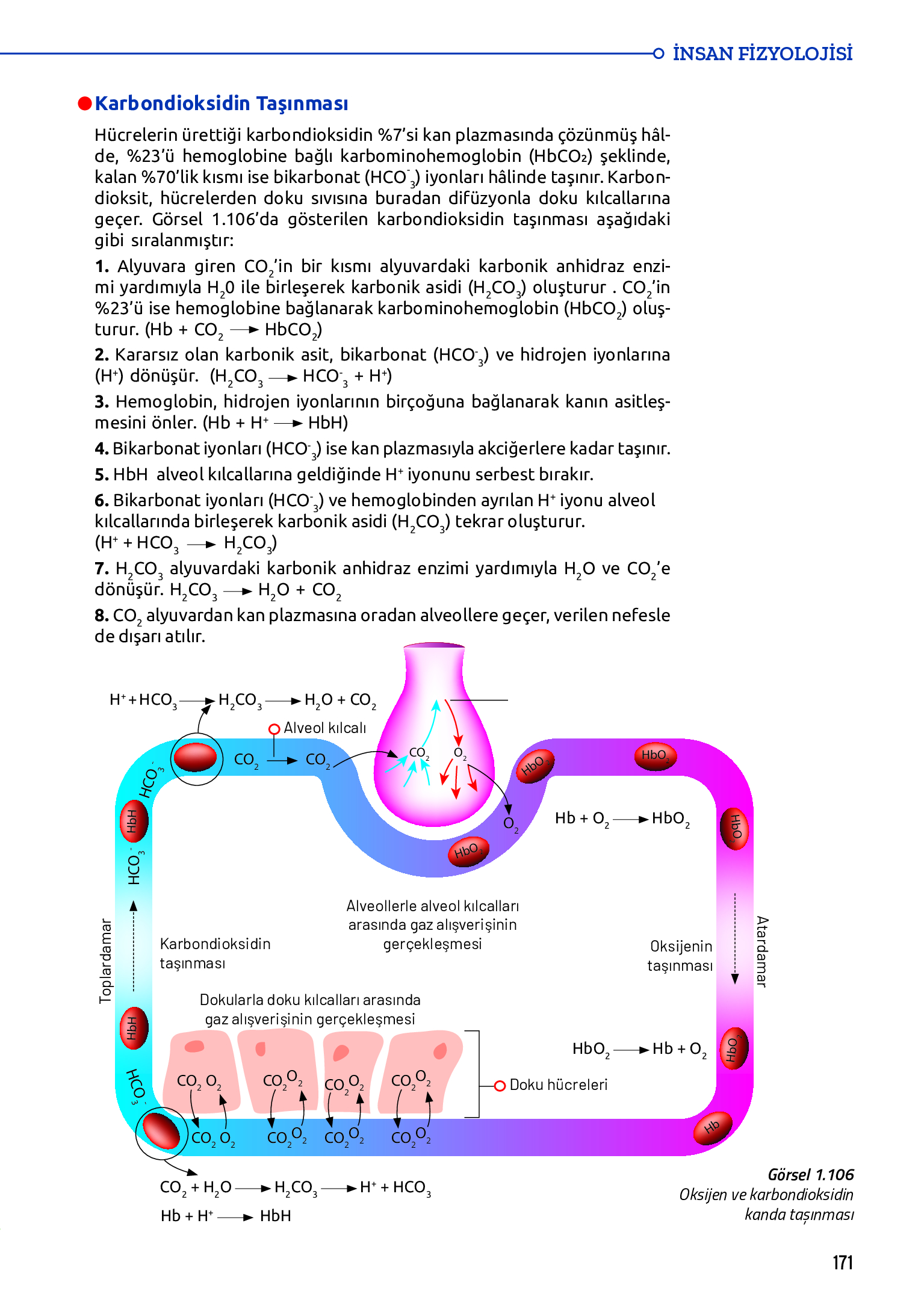 11. Sınıf Meb Yayınları Fen Lisesi Biyoloji Ders Kitabı Sayfa 171 Cevapları 11. Sınıf Meb Yayınları Fen Lisesi Biyoloji Ders Kitabı Sayfa 171 Cevapları