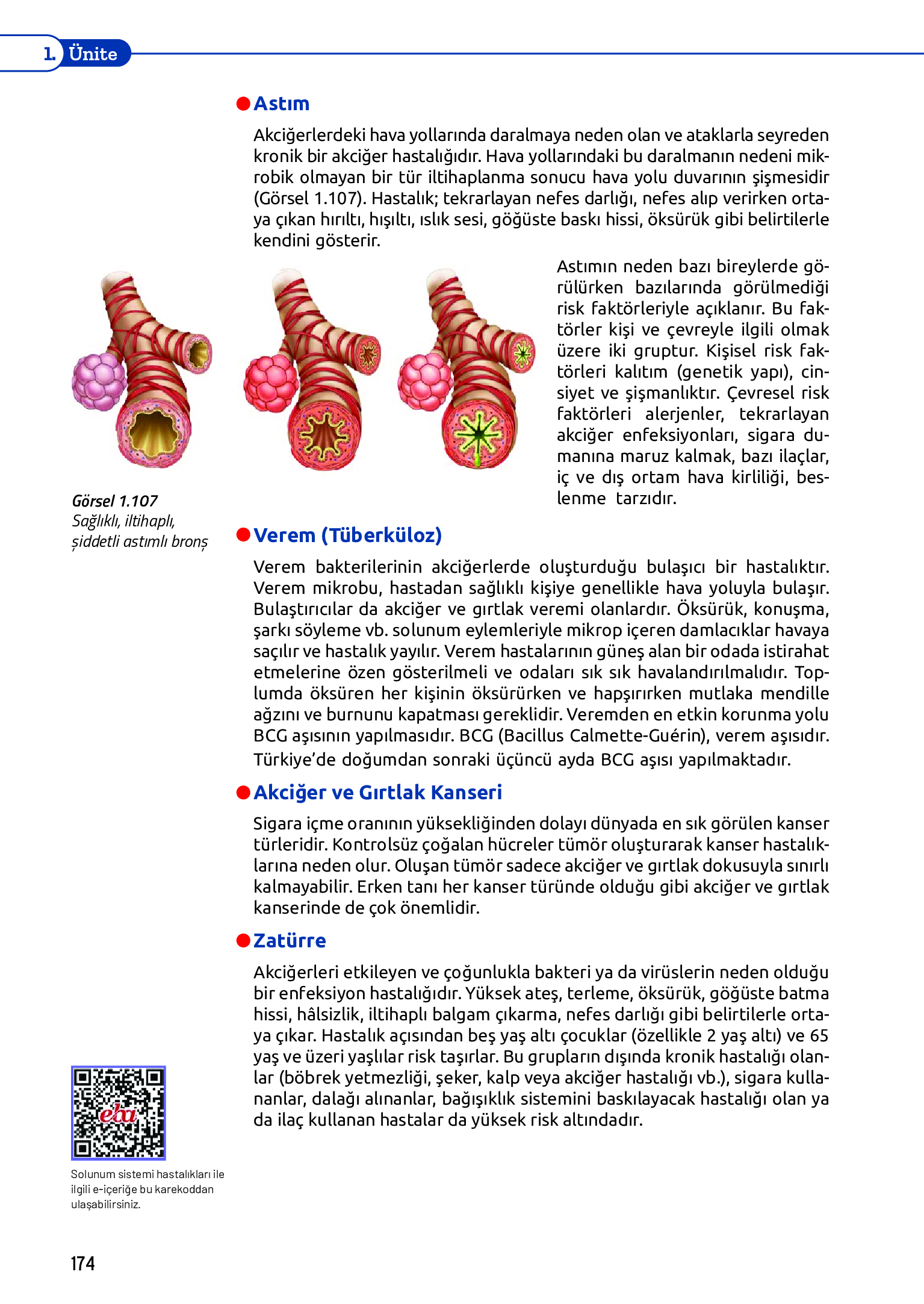 11. Sınıf Meb Yayınları Fen Lisesi Biyoloji Ders Kitabı Sayfa 174 Cevapları 11. Sınıf Meb Yayınları Fen Lisesi Biyoloji Ders Kitabı Sayfa 174 Cevapları