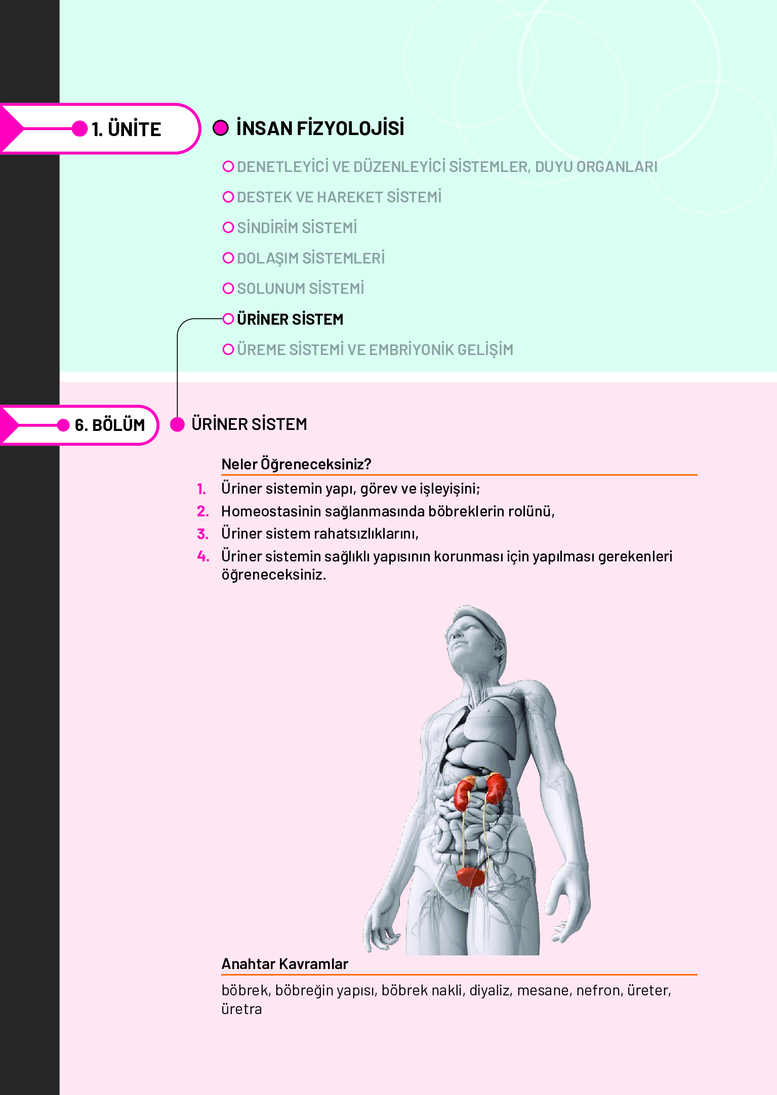 11. Sınıf Meb Yayınları Fen Lisesi Biyoloji Ders Kitabı Sayfa 180 Cevapları 11. Sınıf Meb Yayınları Fen Lisesi Biyoloji Ders Kitabı Sayfa 180 Cevapları