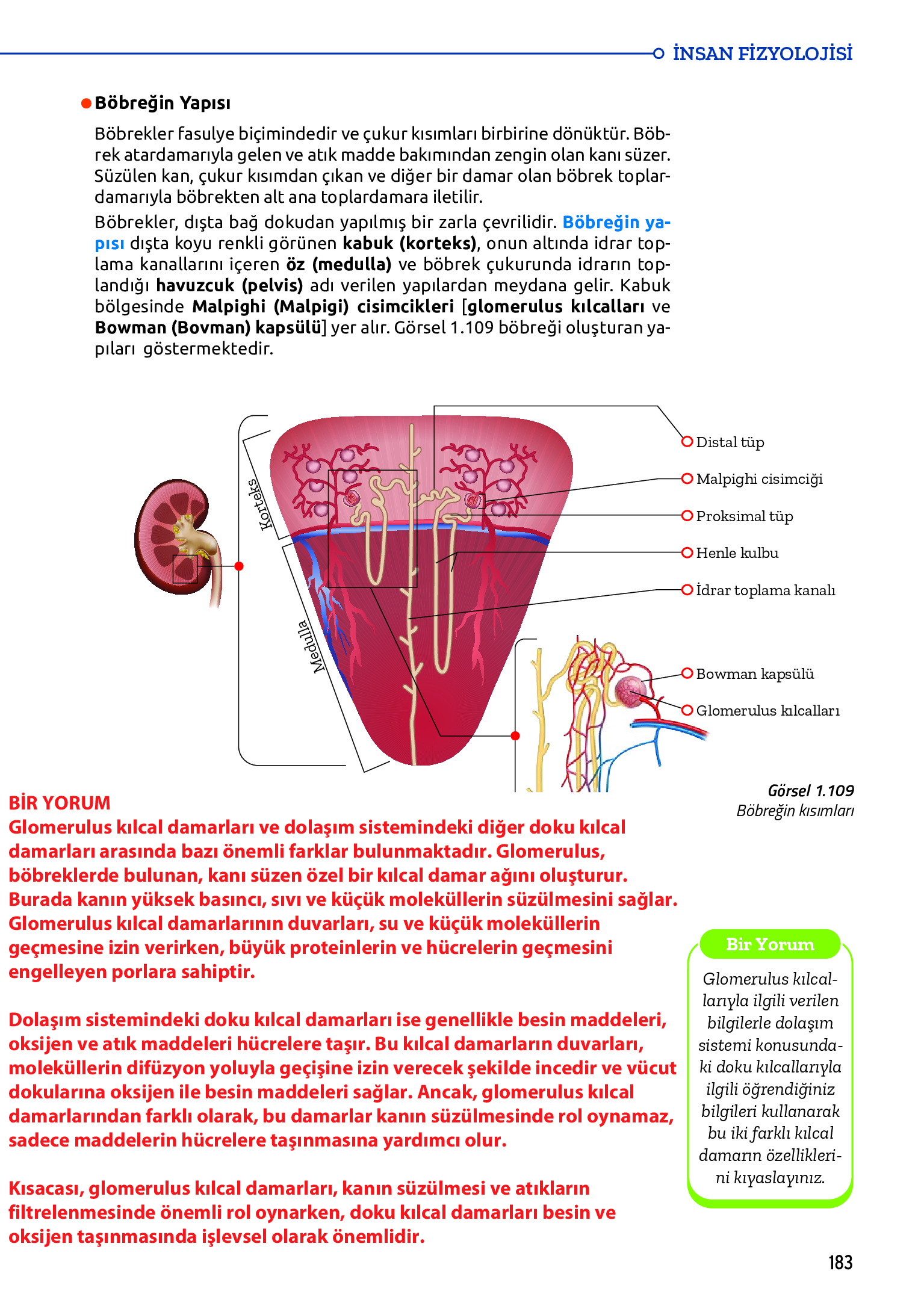 11. Sınıf Meb Yayınları Fen Lisesi Biyoloji Ders Kitabı Sayfa 183 Cevapları 11. Sınıf Meb Yayınları Fen Lisesi Biyoloji Ders Kitabı Sayfa 183 Cevapları