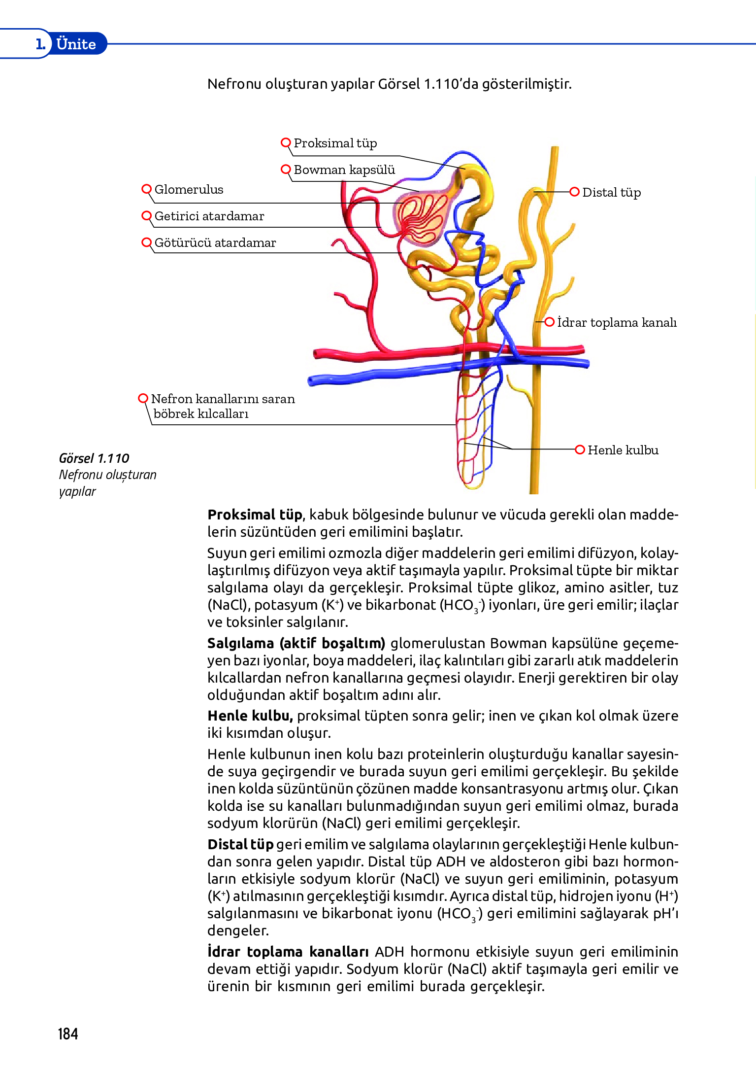 11. Sınıf Meb Yayınları Fen Lisesi Biyoloji Ders Kitabı Sayfa 184 Cevapları 11. Sınıf Meb Yayınları Fen Lisesi Biyoloji Ders Kitabı Sayfa 184 Cevapları