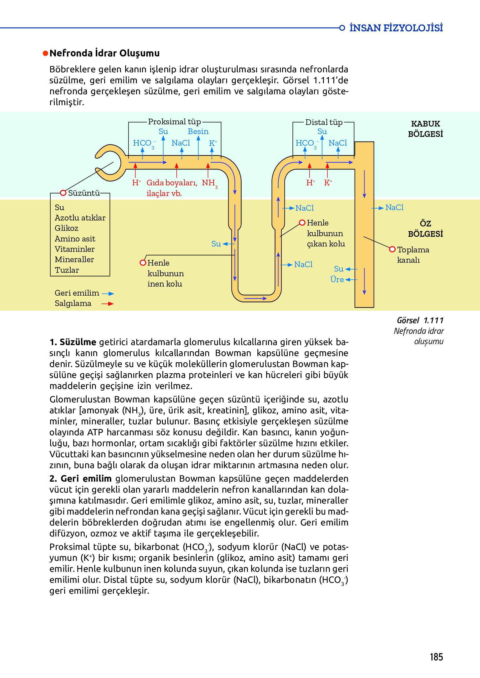 11. Sınıf Meb Yayınları Fen Lisesi Biyoloji Ders Kitabı Sayfa 185 Cevapları