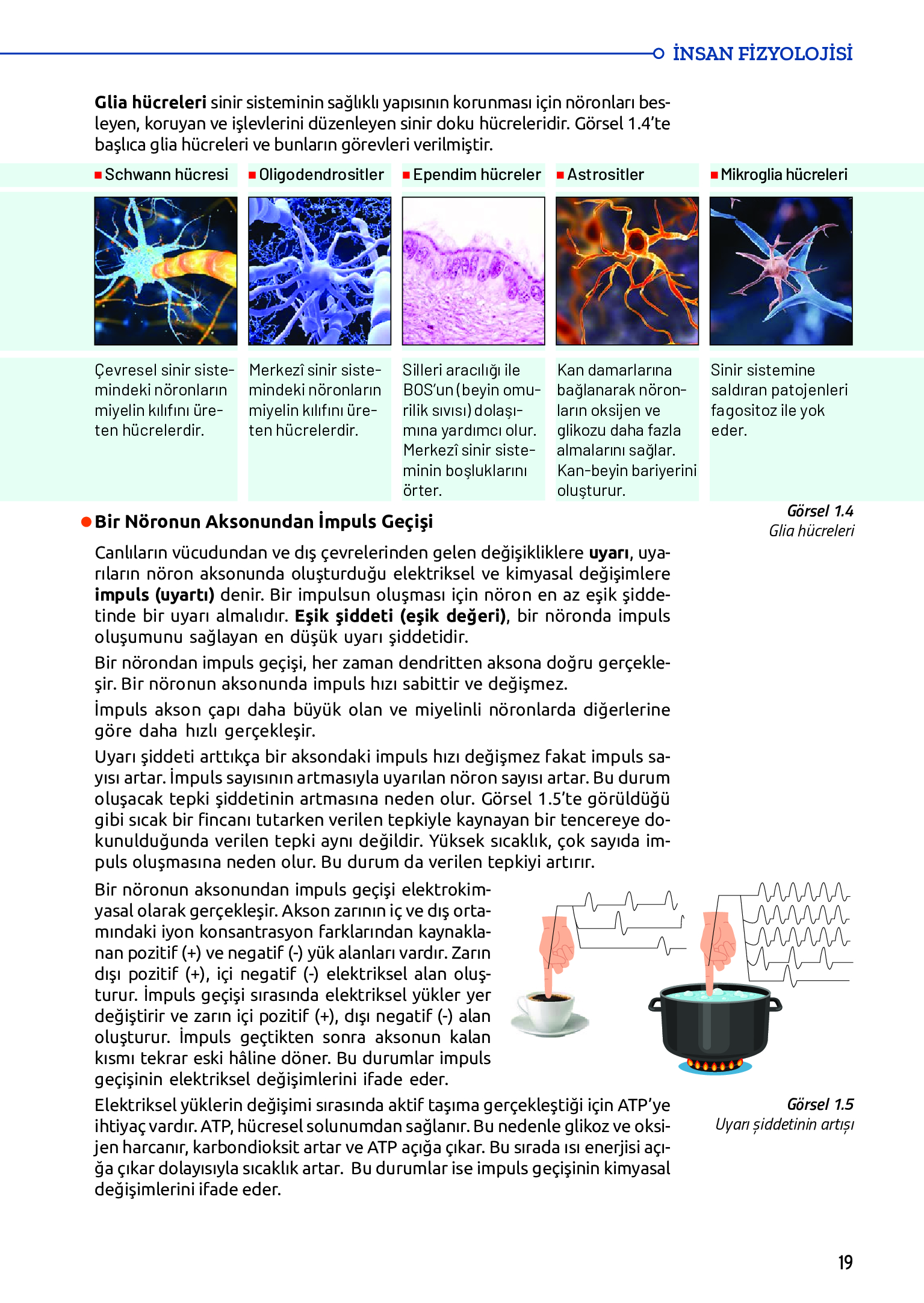 11. Sınıf Meb Yayınları Fen Lisesi Biyoloji Ders Kitabı Sayfa 19 Cevapları