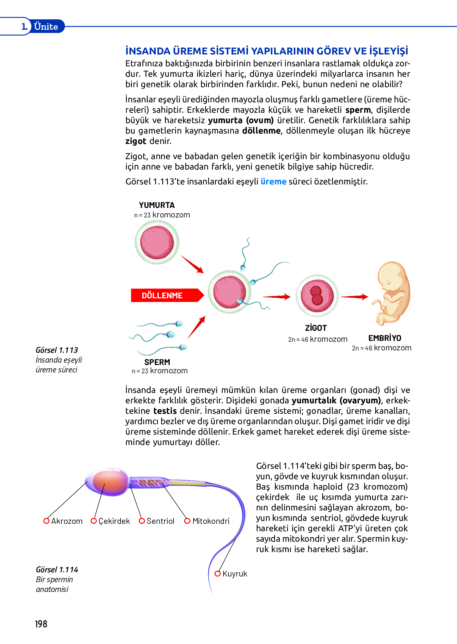 11. Sınıf Meb Yayınları Fen Lisesi Biyoloji Ders Kitabı Sayfa 198 Cevapları