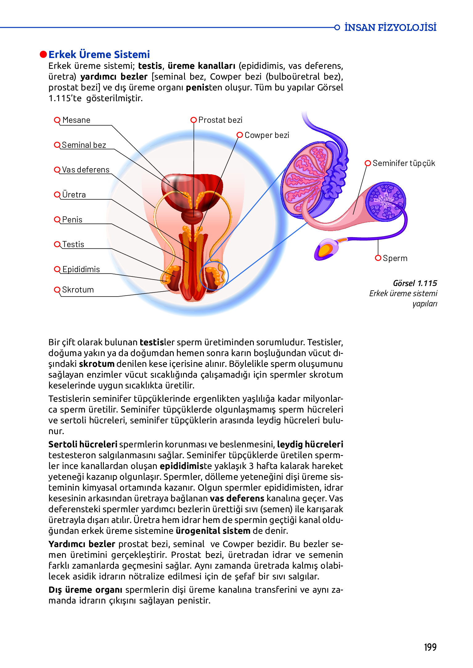 11. Sınıf Meb Yayınları Fen Lisesi Biyoloji Ders Kitabı Sayfa 199 Cevapları