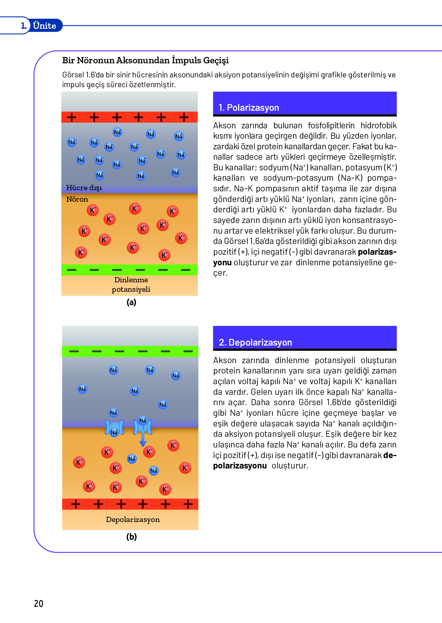 11. Sınıf Meb Yayınları Fen Lisesi Biyoloji Ders Kitabı Sayfa 20 Cevapları 11. Sınıf Meb Yayınları Fen Lisesi Biyoloji Ders Kitabı Sayfa 20 Cevapları
