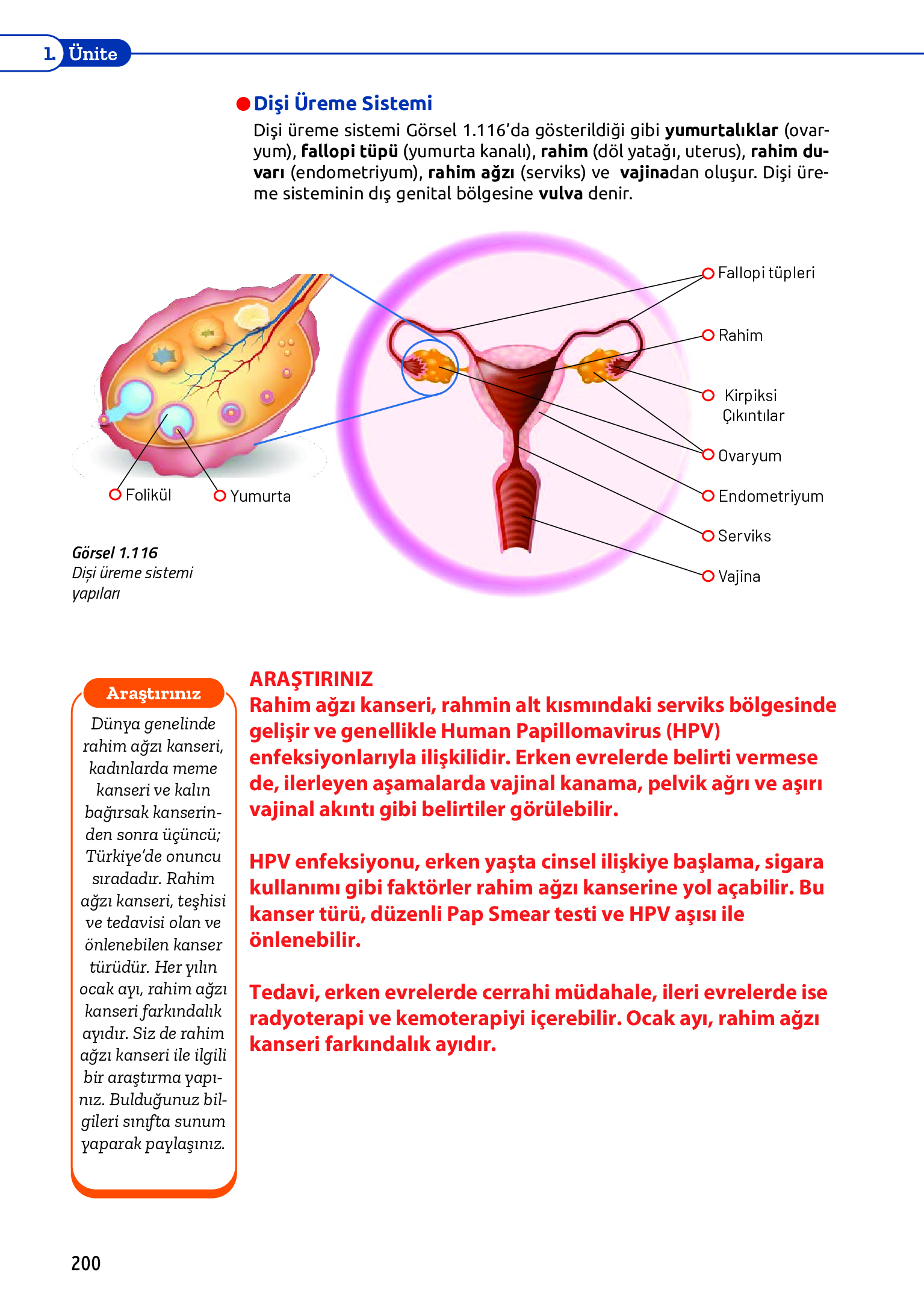 11. Sınıf Meb Yayınları Fen Lisesi Biyoloji Ders Kitabı Sayfa 200 Cevapları 11. Sınıf Meb Yayınları Fen Lisesi Biyoloji Ders Kitabı Sayfa 200 Cevapları