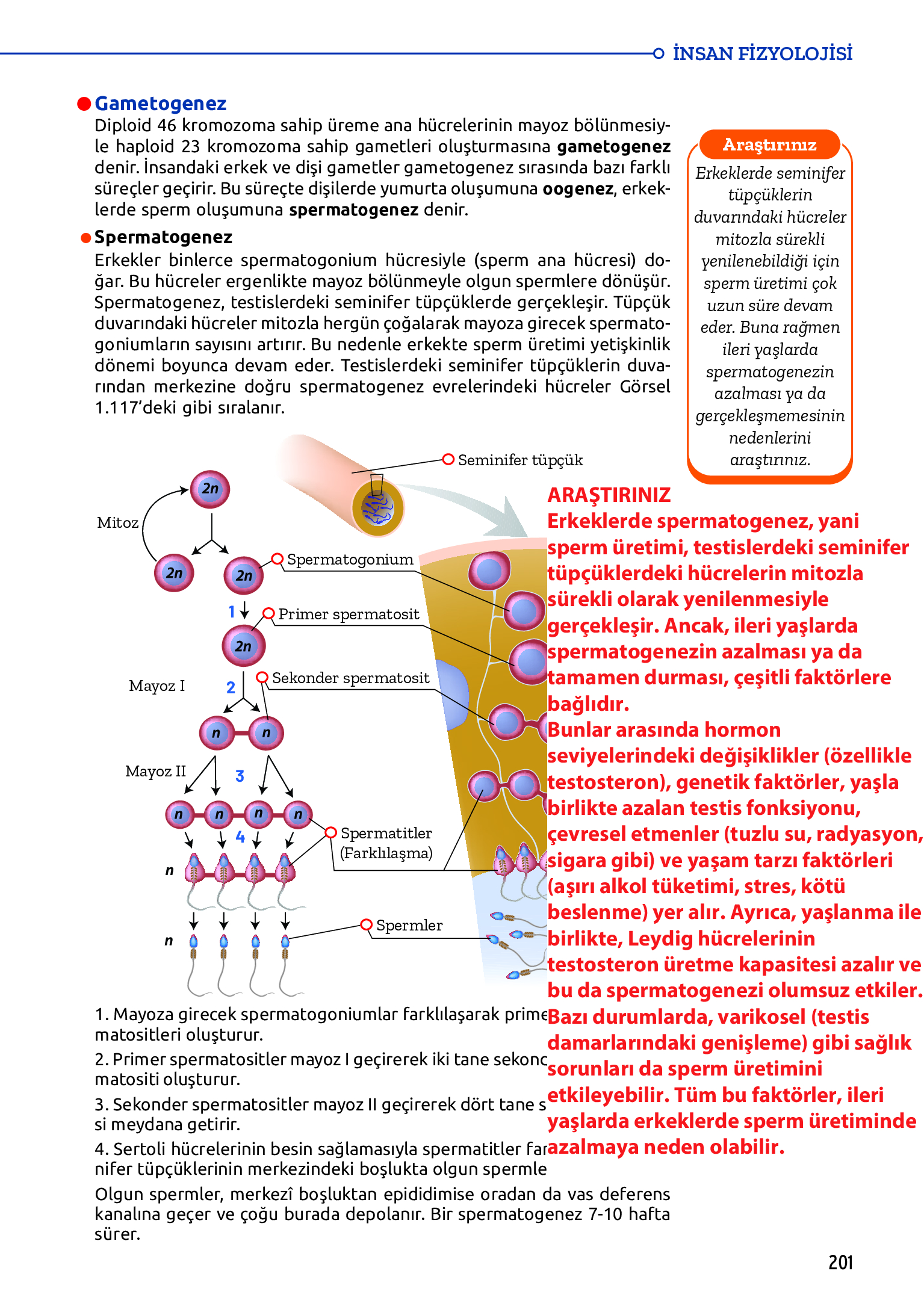 11. Sınıf Meb Yayınları Fen Lisesi Biyoloji Ders Kitabı Sayfa 201 Cevapları 11. Sınıf Meb Yayınları Fen Lisesi Biyoloji Ders Kitabı Sayfa 201 Cevapları