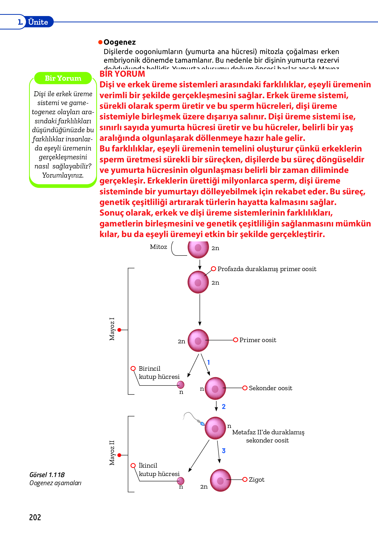 11. Sınıf Meb Yayınları Fen Lisesi Biyoloji Ders Kitabı Sayfa 202 Cevapları