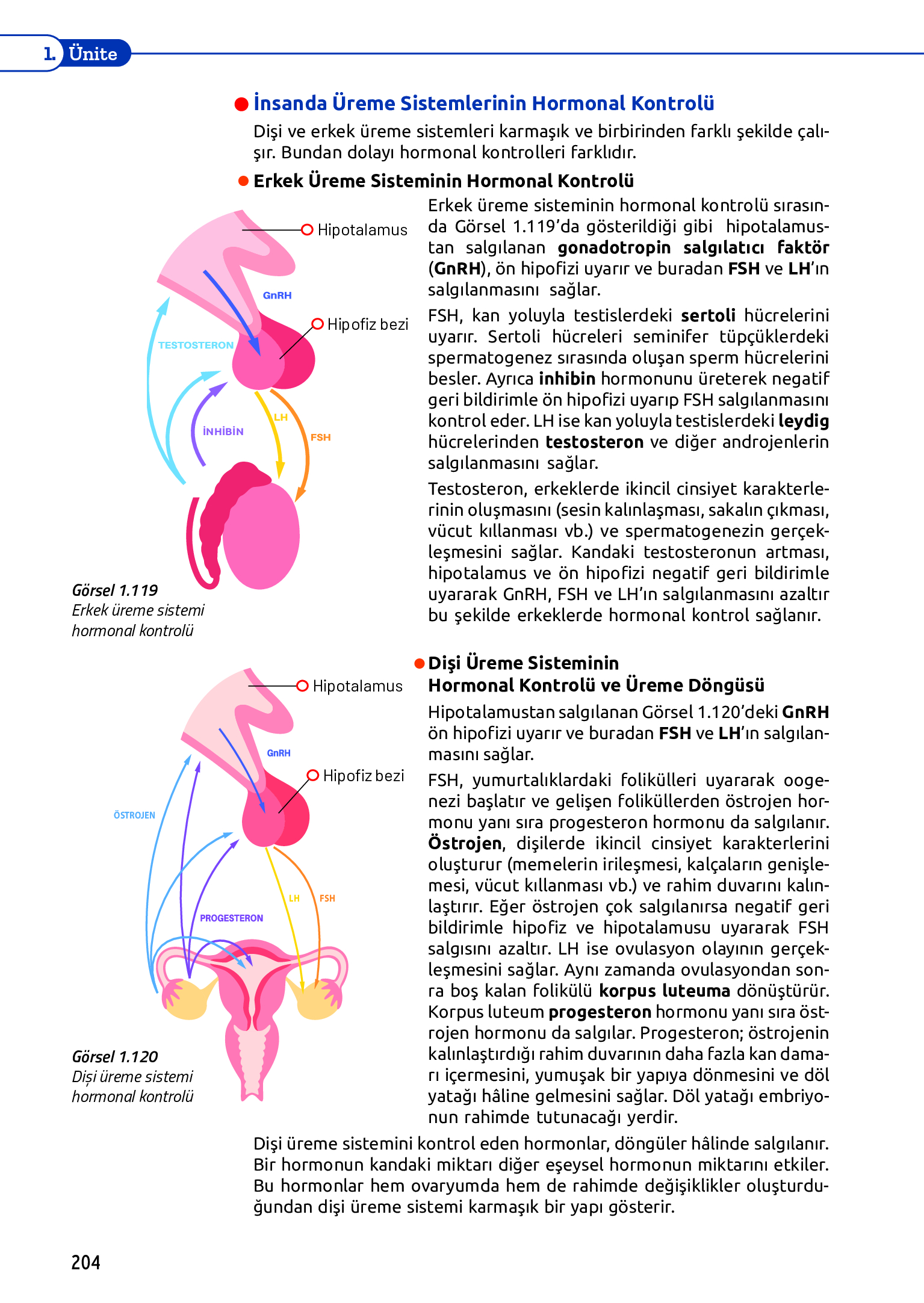 11. Sınıf Meb Yayınları Fen Lisesi Biyoloji Ders Kitabı Sayfa 204 Cevapları 11. Sınıf Meb Yayınları Fen Lisesi Biyoloji Ders Kitabı Sayfa 204 Cevapları