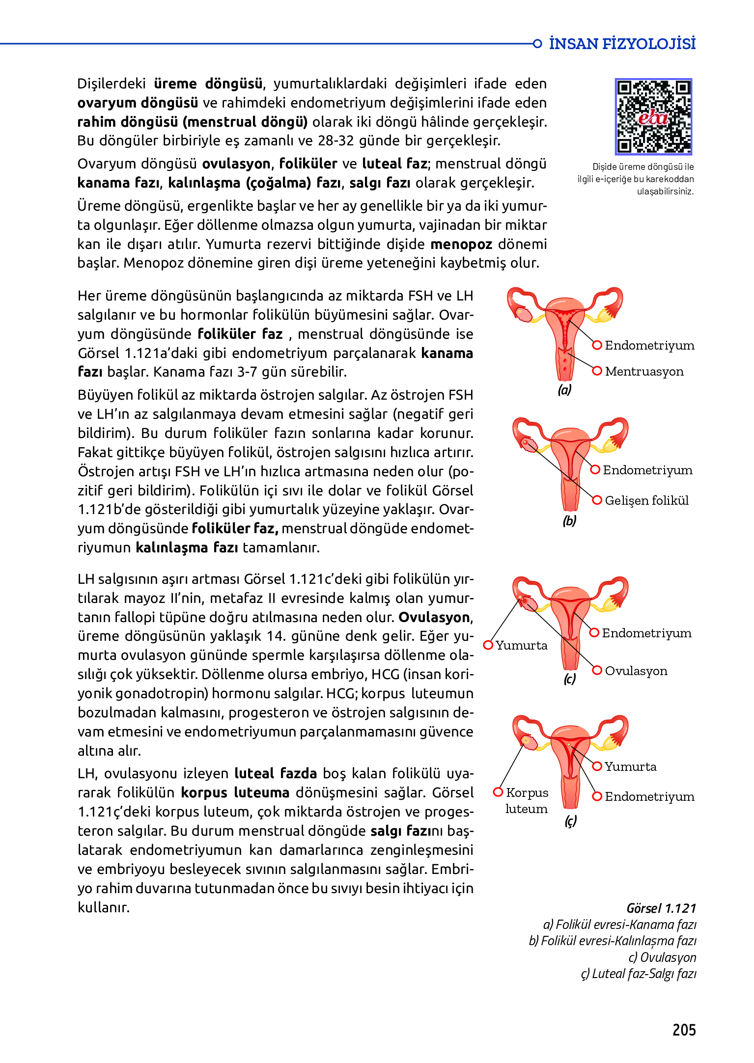 11. Sınıf Meb Yayınları Fen Lisesi Biyoloji Ders Kitabı Sayfa 205 Cevapları