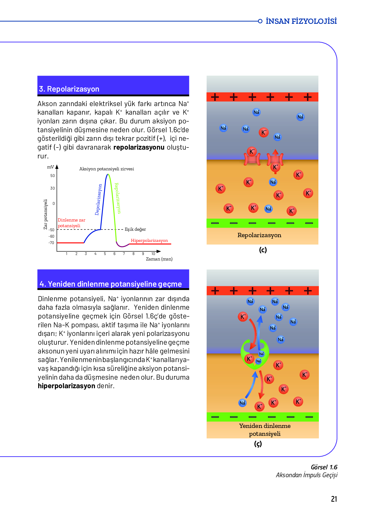 11. Sınıf Meb Yayınları Fen Lisesi Biyoloji Ders Kitabı Sayfa 21 Cevapları 11. Sınıf Meb Yayınları Fen Lisesi Biyoloji Ders Kitabı Sayfa 21 Cevapları