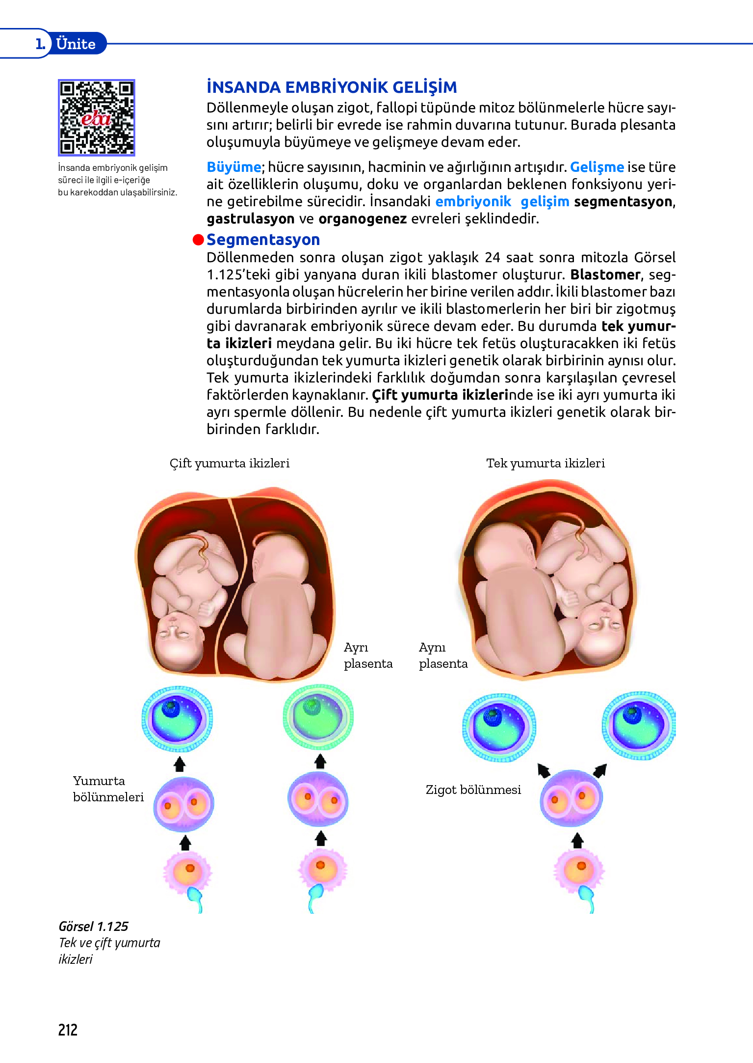 11. Sınıf Meb Yayınları Fen Lisesi Biyoloji Ders Kitabı Sayfa 212 Cevapları 11. Sınıf Meb Yayınları Fen Lisesi Biyoloji Ders Kitabı Sayfa 212 Cevapları