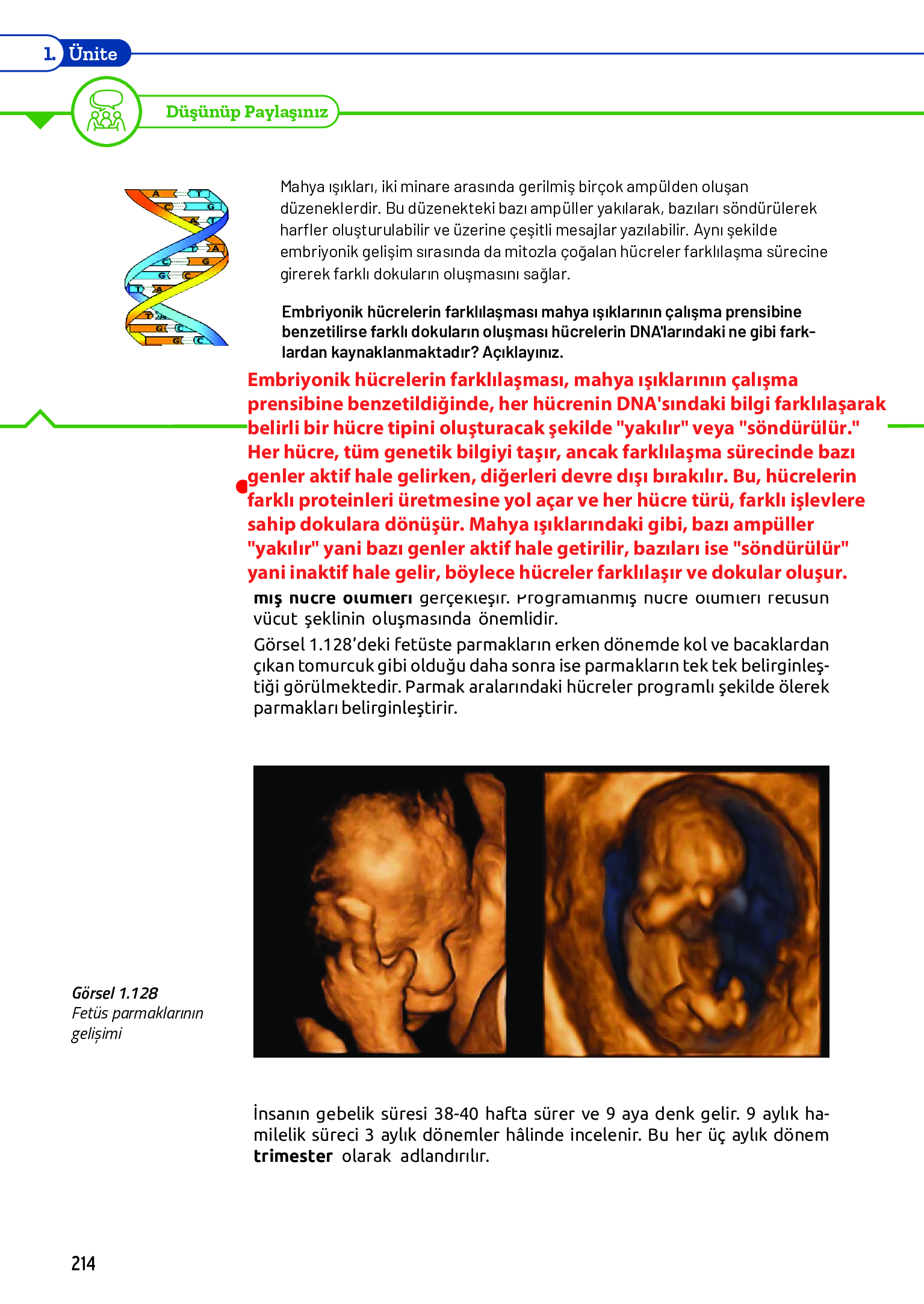 11. Sınıf Meb Yayınları Fen Lisesi Biyoloji Ders Kitabı Sayfa 214 Cevapları