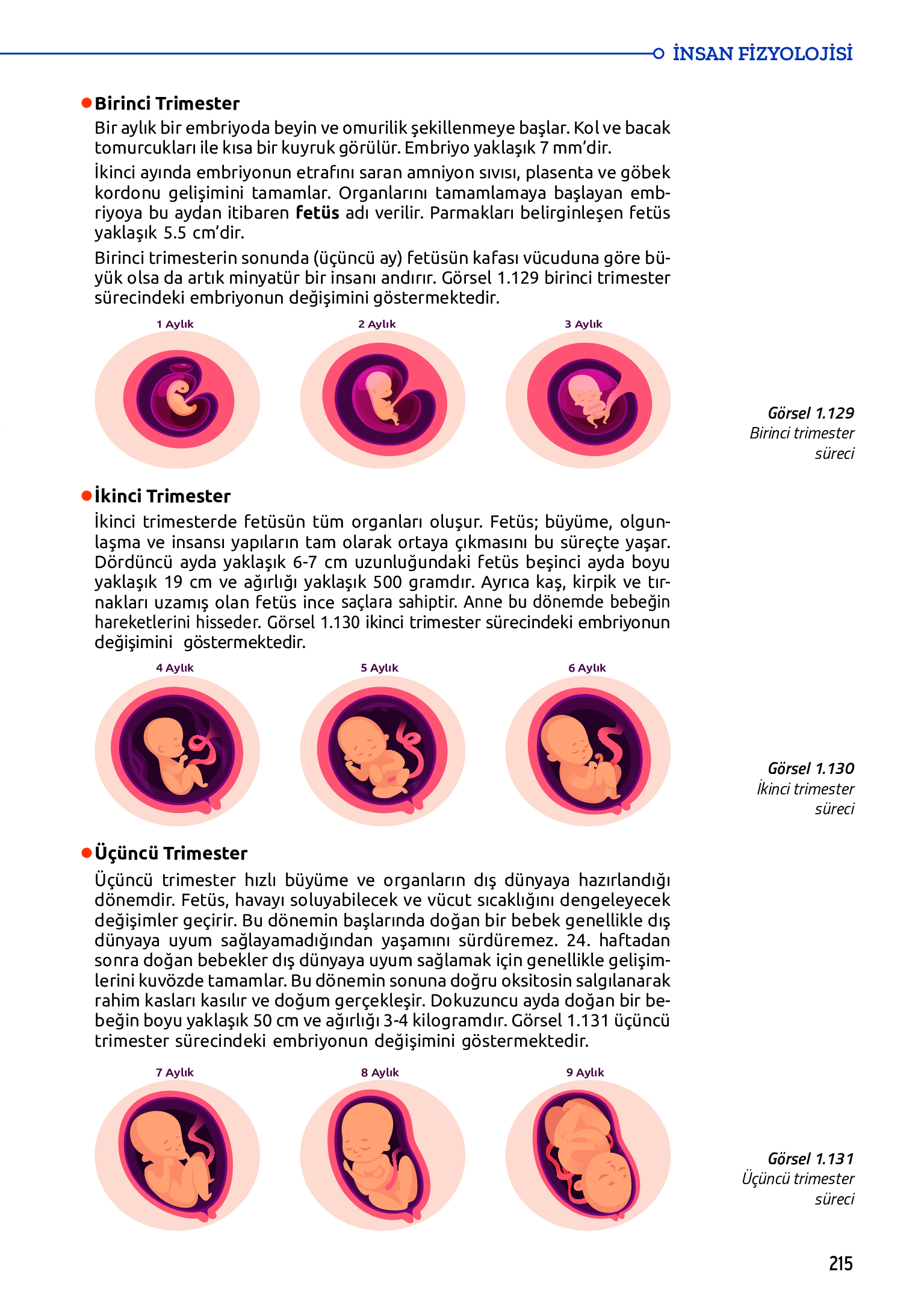 11. Sınıf Meb Yayınları Fen Lisesi Biyoloji Ders Kitabı Sayfa 215 Cevapları 11. Sınıf Meb Yayınları Fen Lisesi Biyoloji Ders Kitabı Sayfa 215 Cevapları