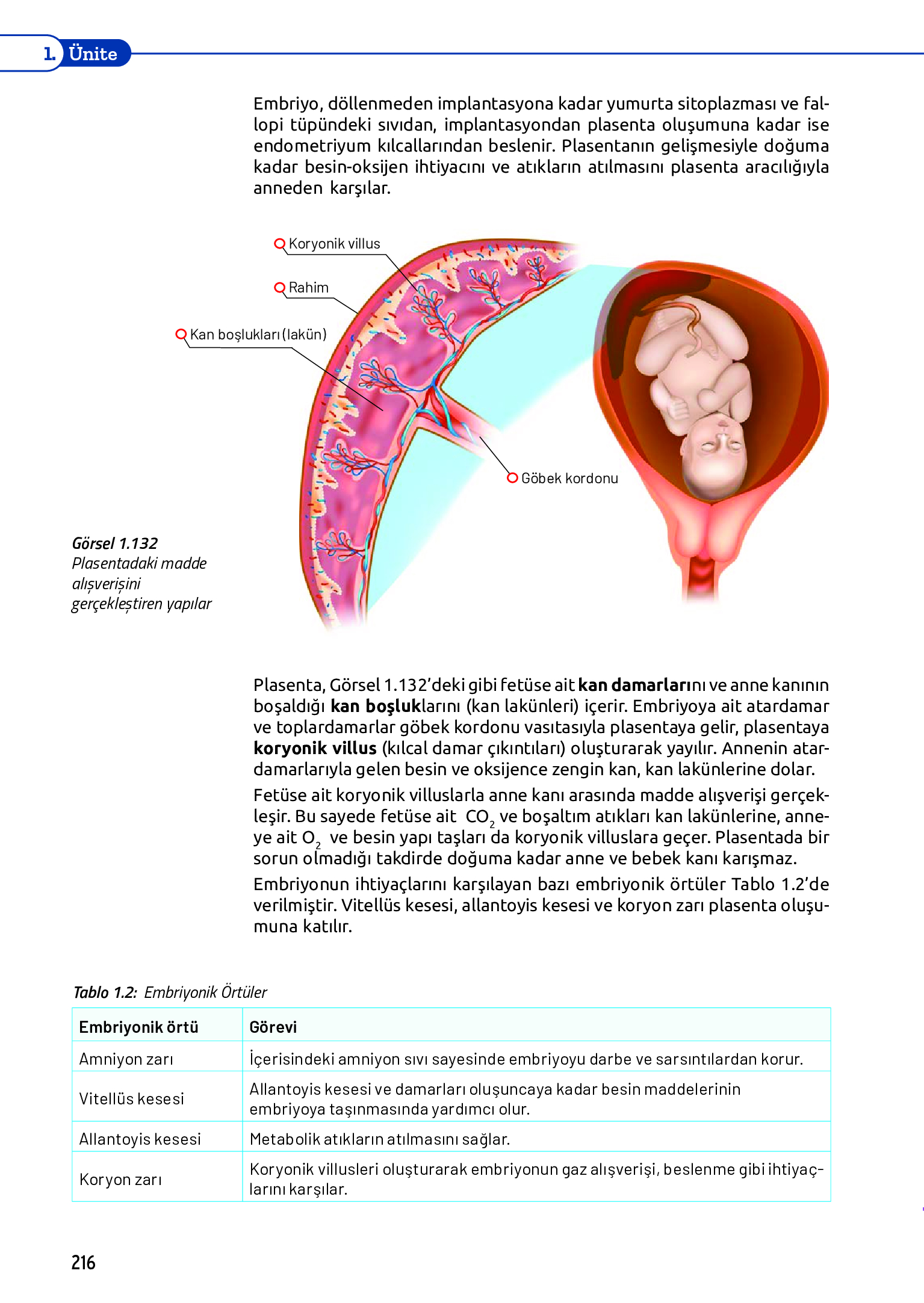 11. Sınıf Meb Yayınları Fen Lisesi Biyoloji Ders Kitabı Sayfa 216 Cevapları