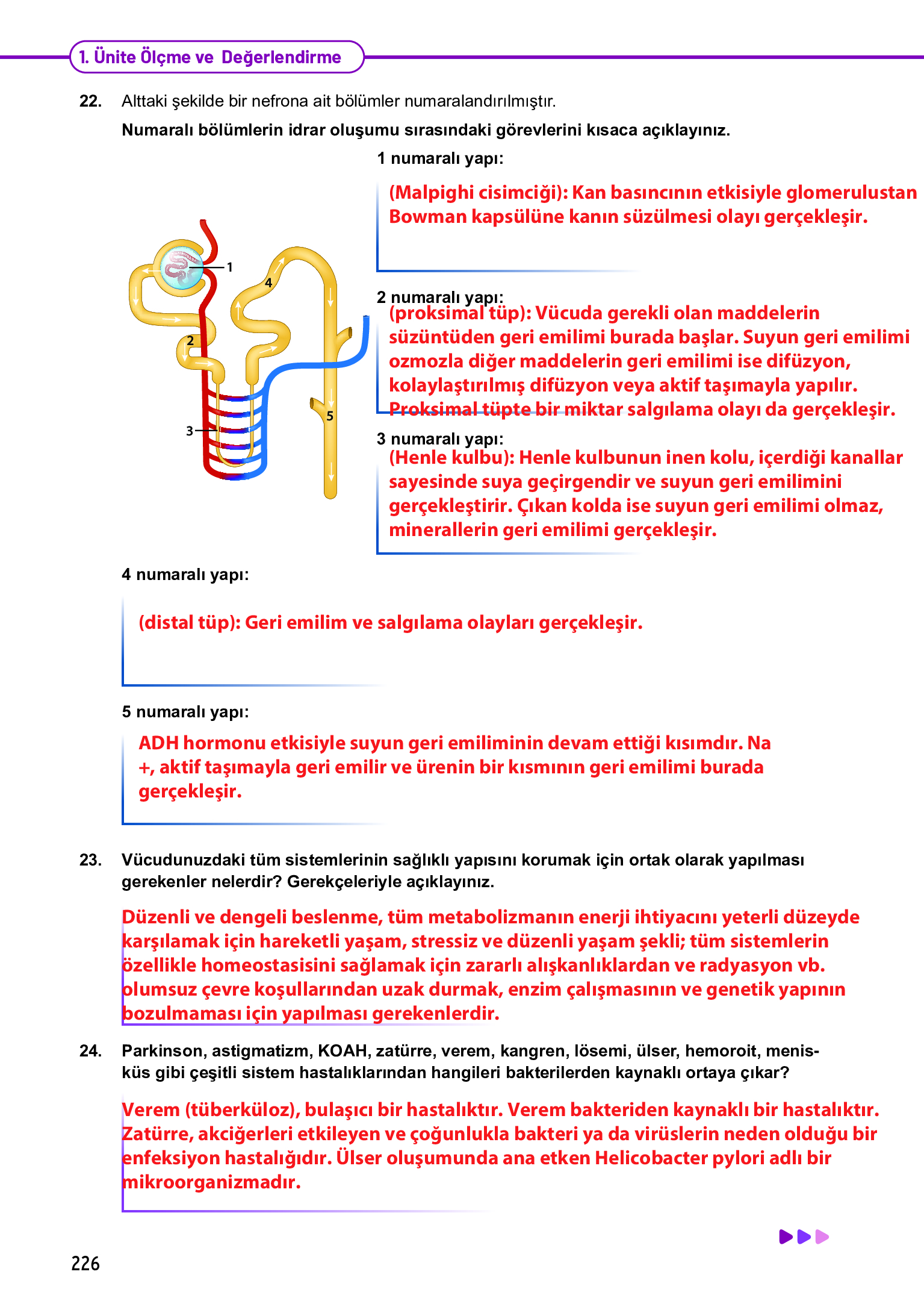 11. Sınıf Meb Yayınları Fen Lisesi Biyoloji Ders Kitabı Sayfa 226 Cevapları 11. Sınıf Meb Yayınları Fen Lisesi Biyoloji Ders Kitabı Sayfa 226 Cevapları