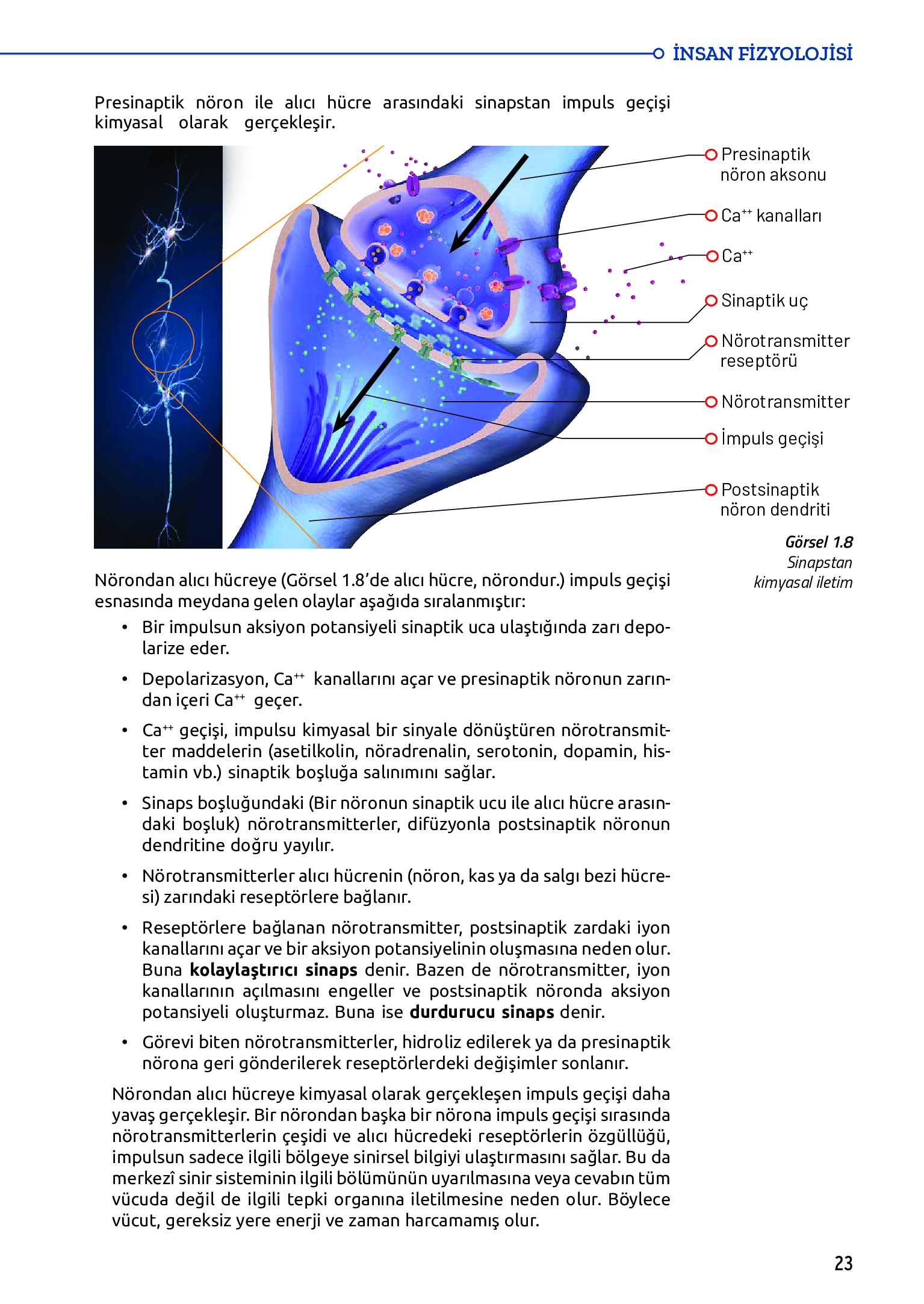 11. Sınıf Meb Yayınları Fen Lisesi Biyoloji Ders Kitabı Sayfa 23 Cevapları