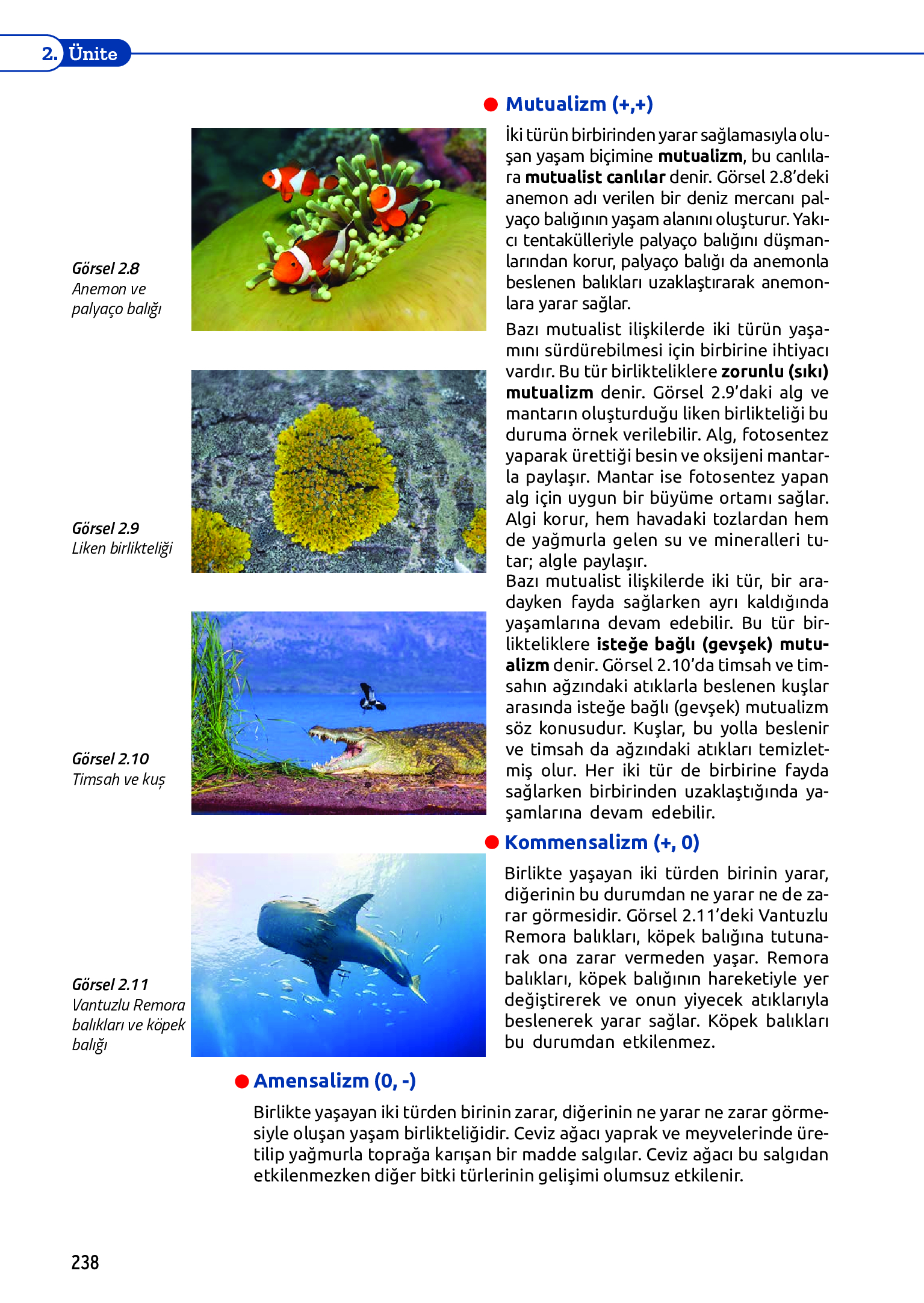 11. Sınıf Meb Yayınları Fen Lisesi Biyoloji Ders Kitabı Sayfa 238 Cevapları