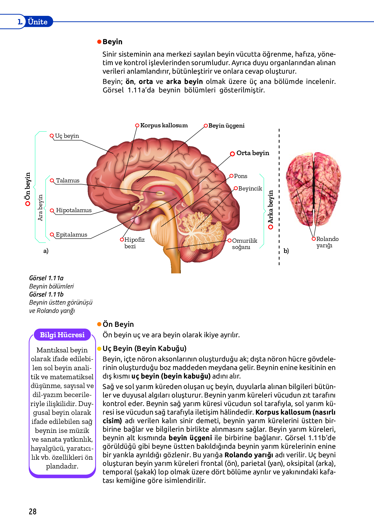 11. Sınıf Meb Yayınları Fen Lisesi Biyoloji Ders Kitabı Sayfa 28 Cevapları