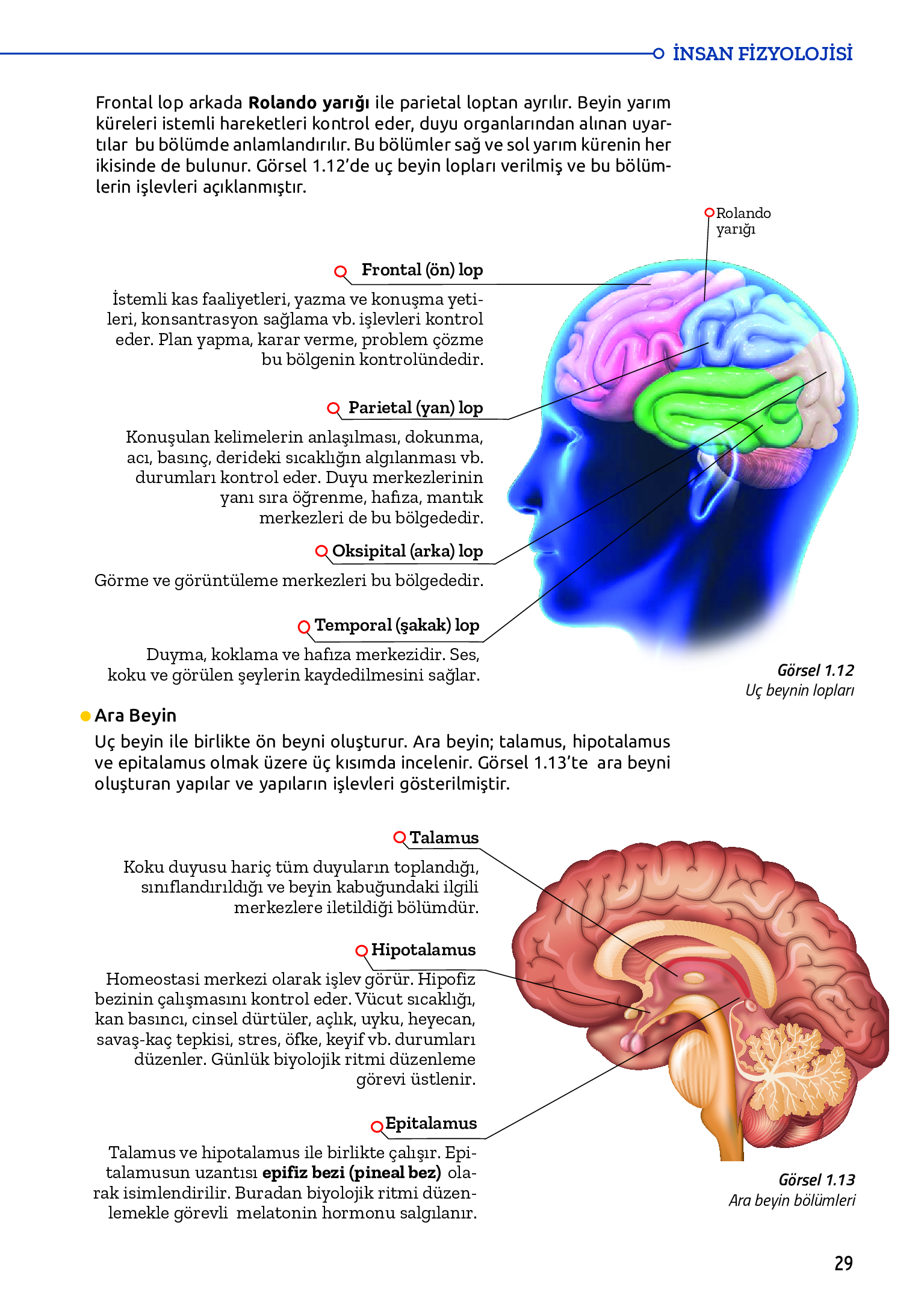11. Sınıf Meb Yayınları Fen Lisesi Biyoloji Ders Kitabı Sayfa 29 Cevapları