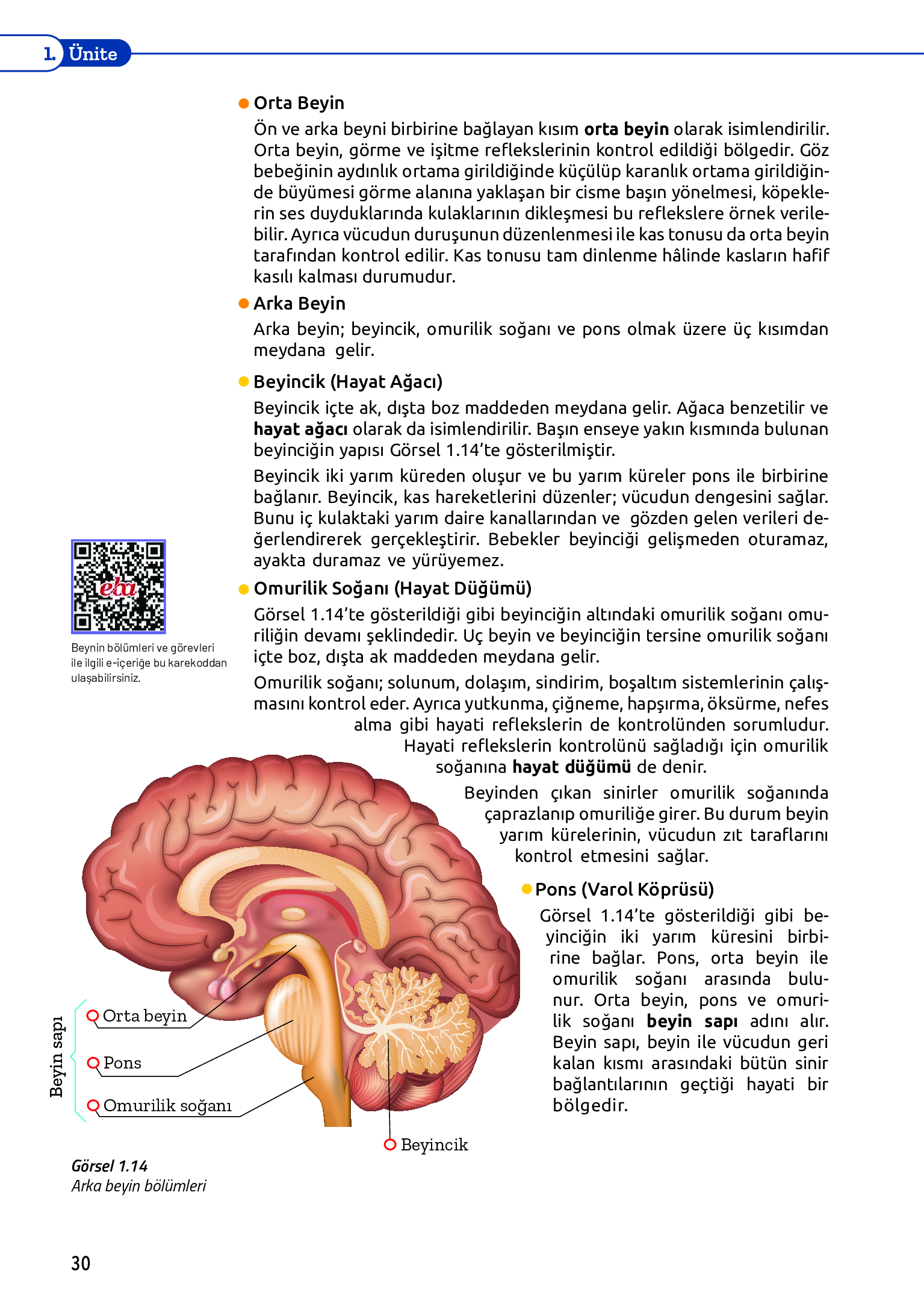 11. Sınıf Meb Yayınları Fen Lisesi Biyoloji Ders Kitabı Sayfa 30 Cevapları