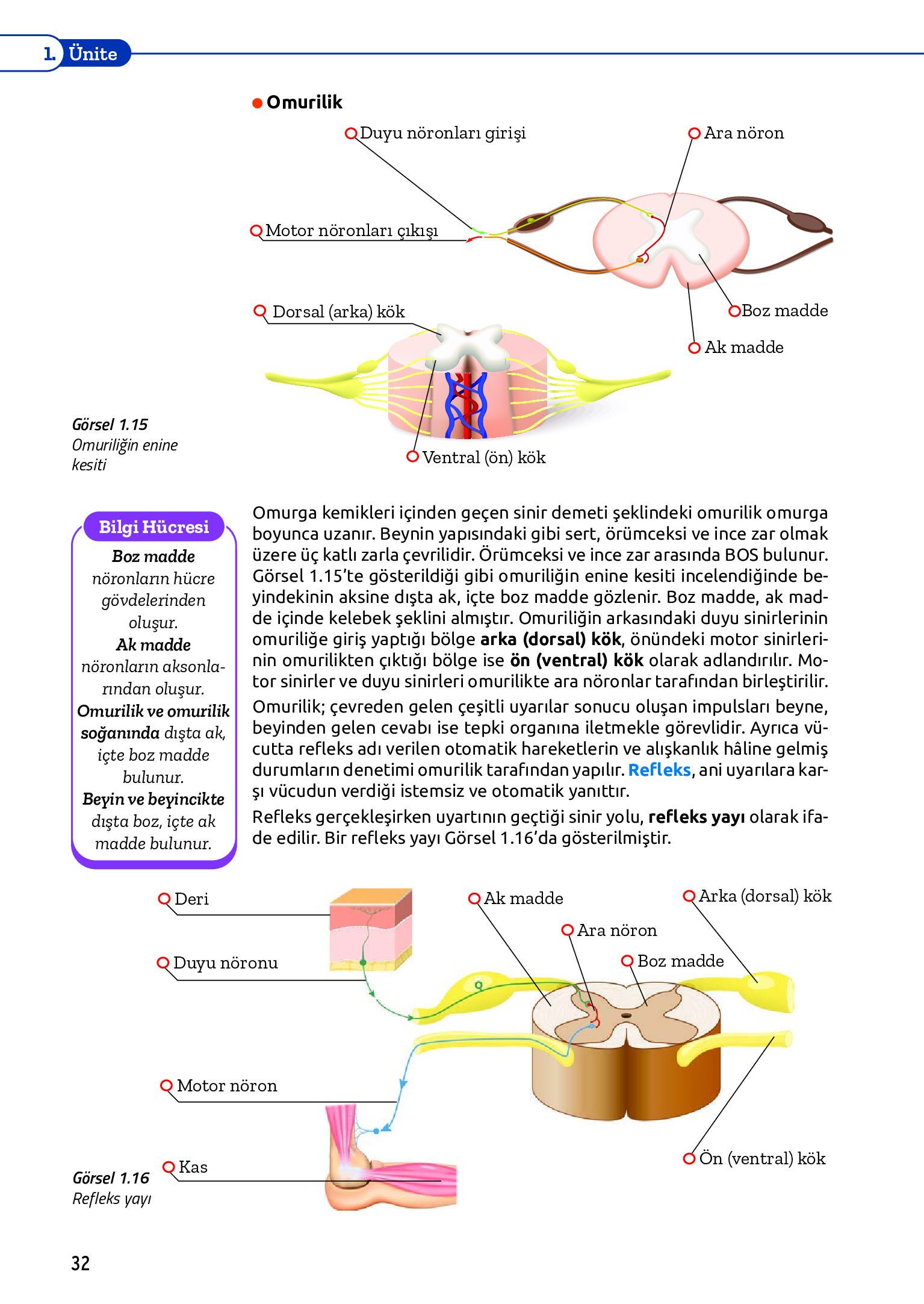 11. Sınıf Meb Yayınları Fen Lisesi Biyoloji Ders Kitabı Sayfa 32 Cevapları