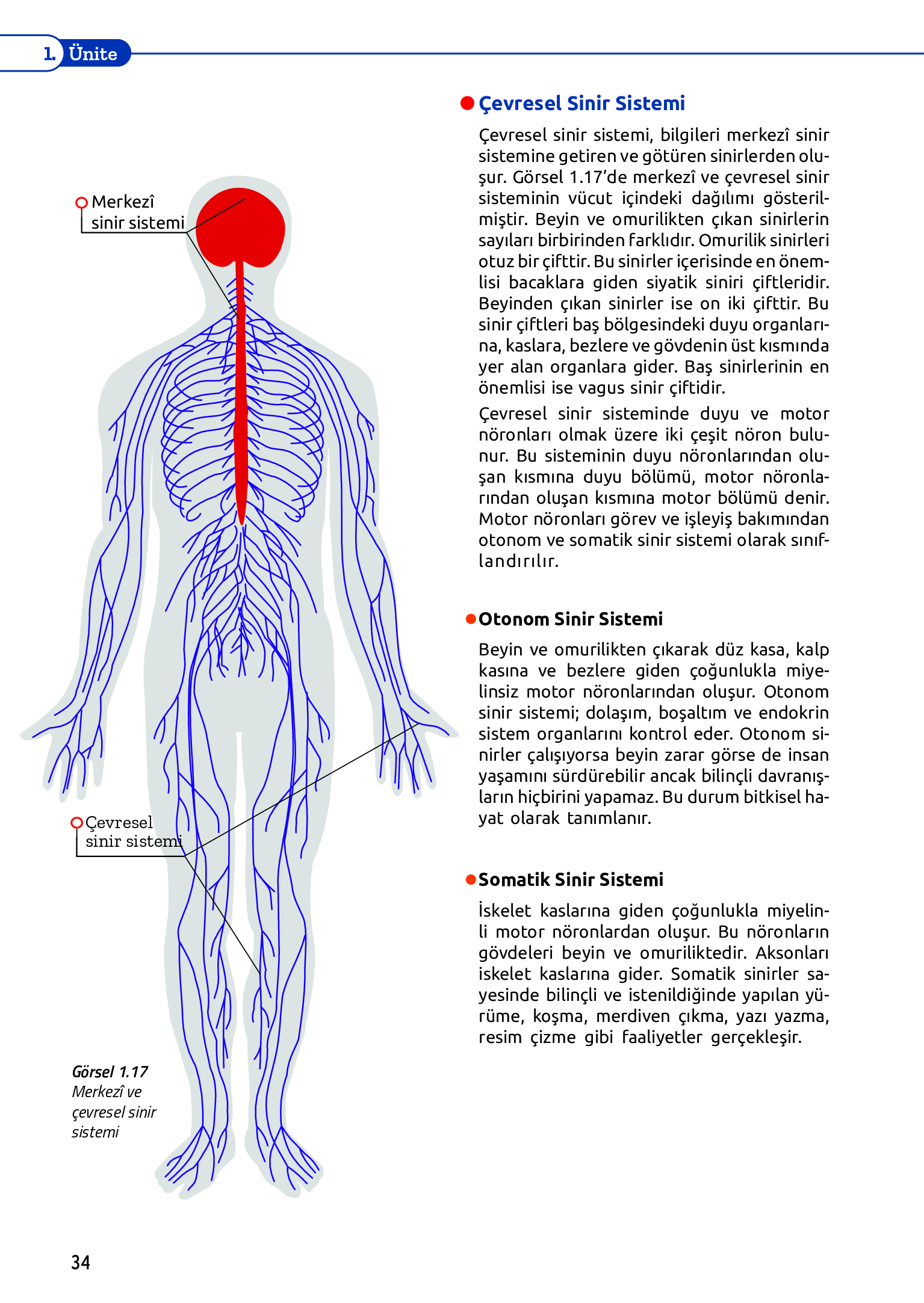 11. Sınıf Meb Yayınları Fen Lisesi Biyoloji Ders Kitabı Sayfa 34 Cevapları