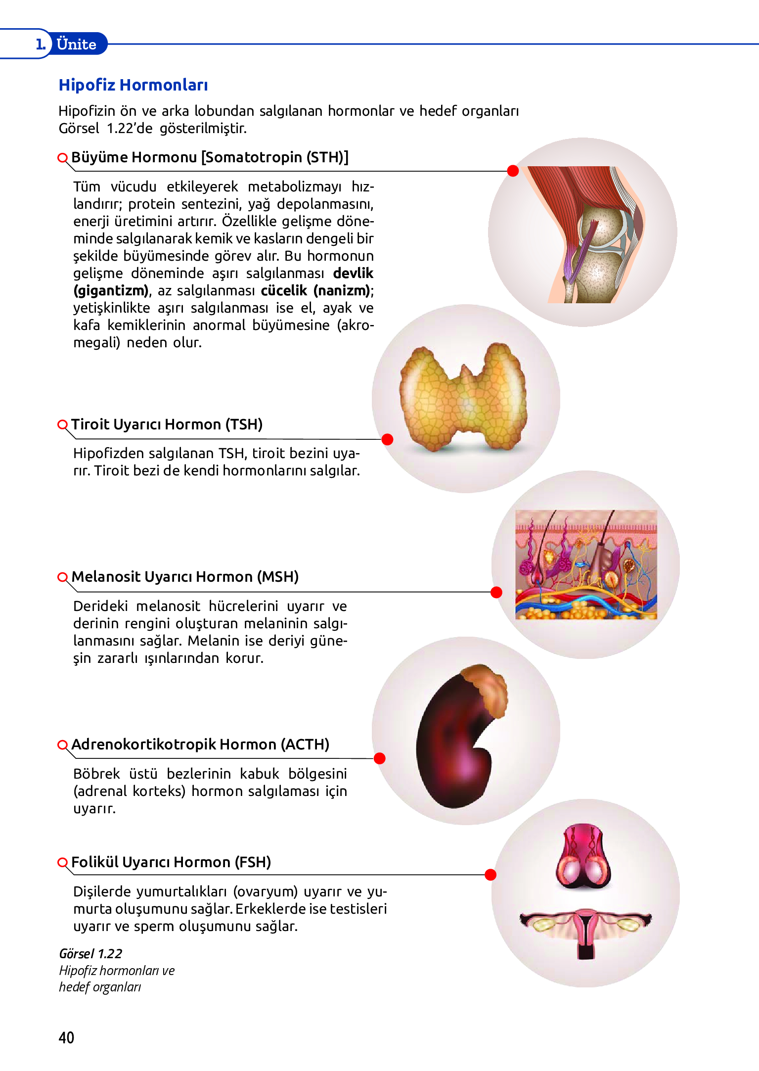 11. Sınıf Meb Yayınları Fen Lisesi Biyoloji Ders Kitabı Sayfa 40 Cevapları 11. Sınıf Meb Yayınları Fen Lisesi Biyoloji Ders Kitabı Sayfa 40 Cevapları