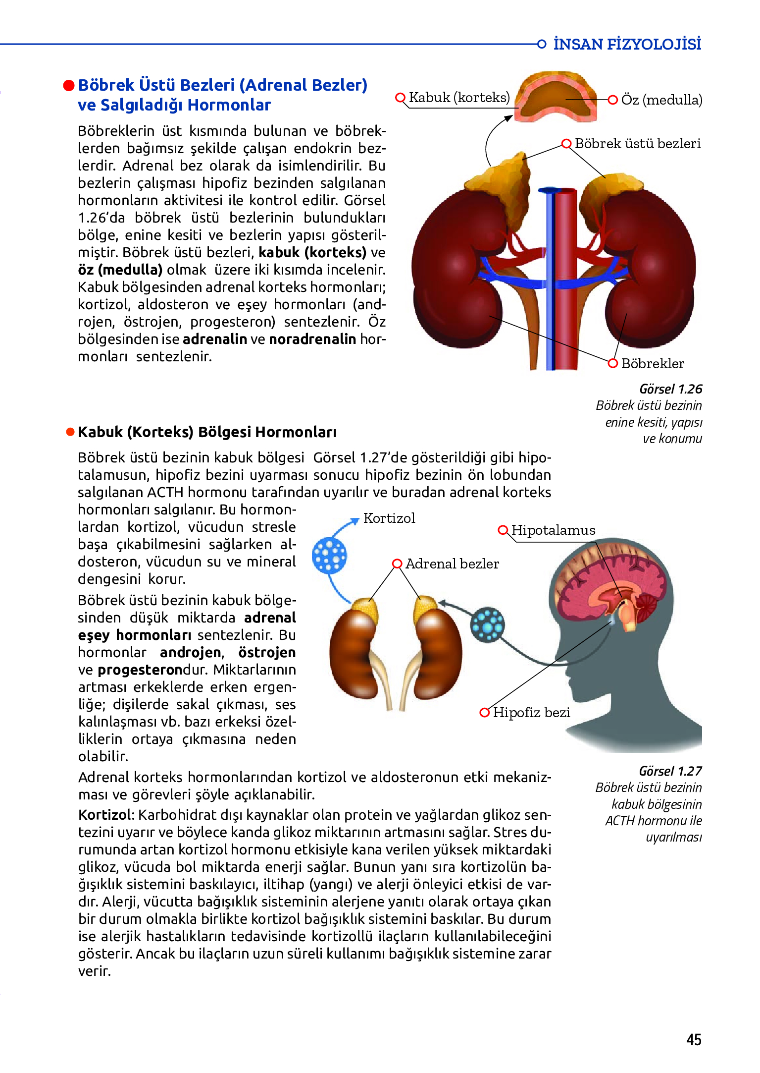 11. Sınıf Meb Yayınları Fen Lisesi Biyoloji Ders Kitabı Sayfa 45 Cevapları
