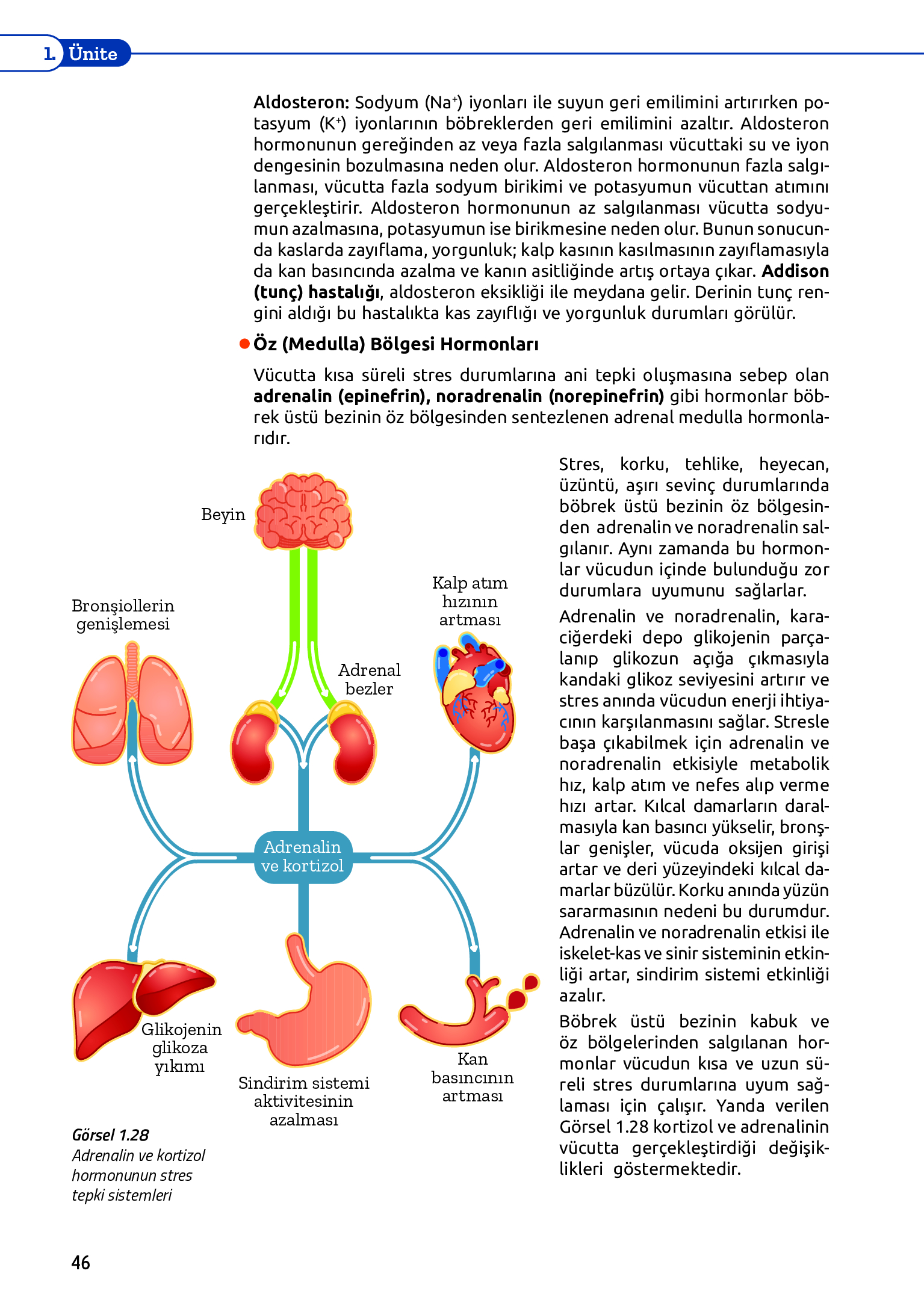11. Sınıf Meb Yayınları Fen Lisesi Biyoloji Ders Kitabı Sayfa 46 Cevapları