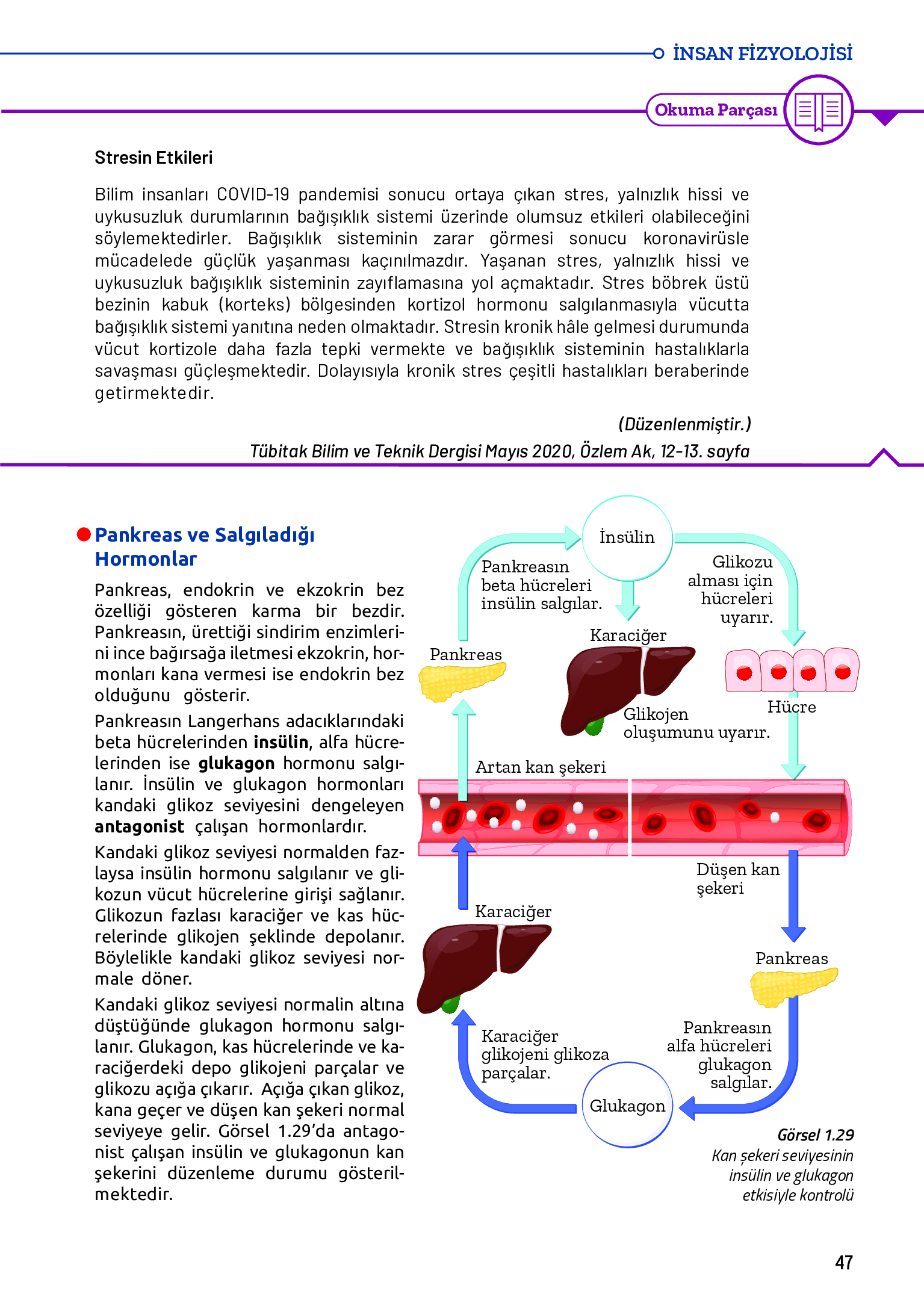 11. Sınıf Meb Yayınları Fen Lisesi Biyoloji Ders Kitabı Sayfa 47 Cevapları