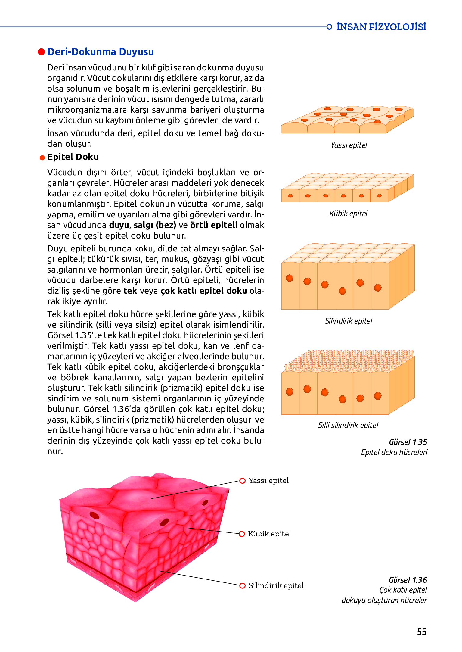 11. Sınıf Meb Yayınları Fen Lisesi Biyoloji Ders Kitabı Sayfa 55 Cevapları 11. Sınıf Meb Yayınları Fen Lisesi Biyoloji Ders Kitabı Sayfa 55 Cevapları