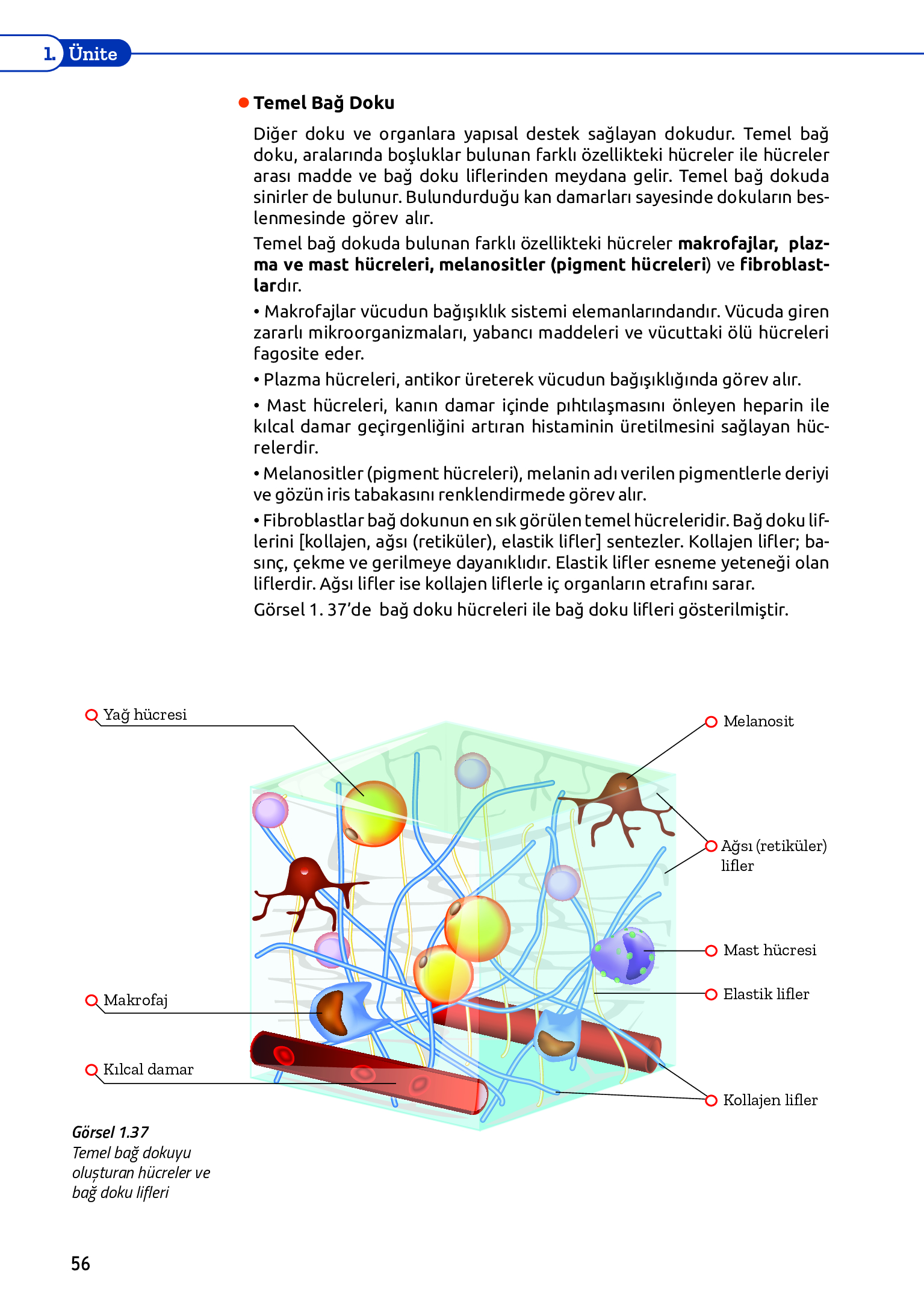 11. Sınıf Meb Yayınları Fen Lisesi Biyoloji Ders Kitabı Sayfa 56 Cevapları