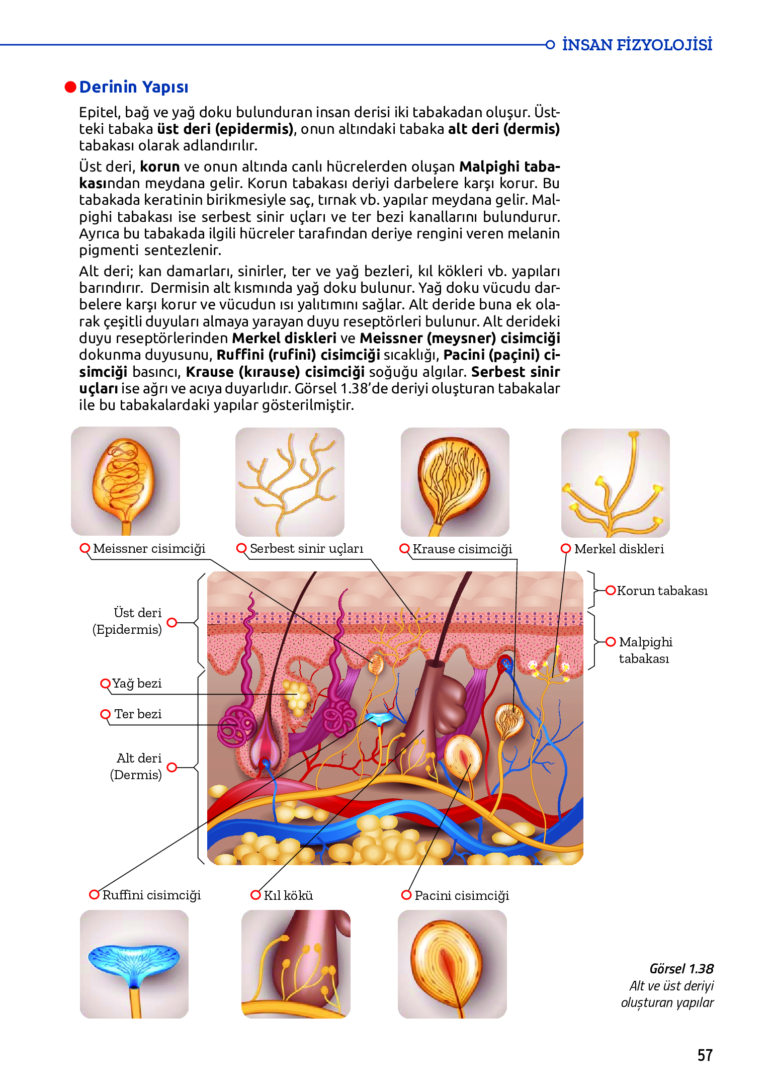 11. Sınıf Meb Yayınları Fen Lisesi Biyoloji Ders Kitabı Sayfa 57 Cevapları 11. Sınıf Meb Yayınları Fen Lisesi Biyoloji Ders Kitabı Sayfa 57 Cevapları
