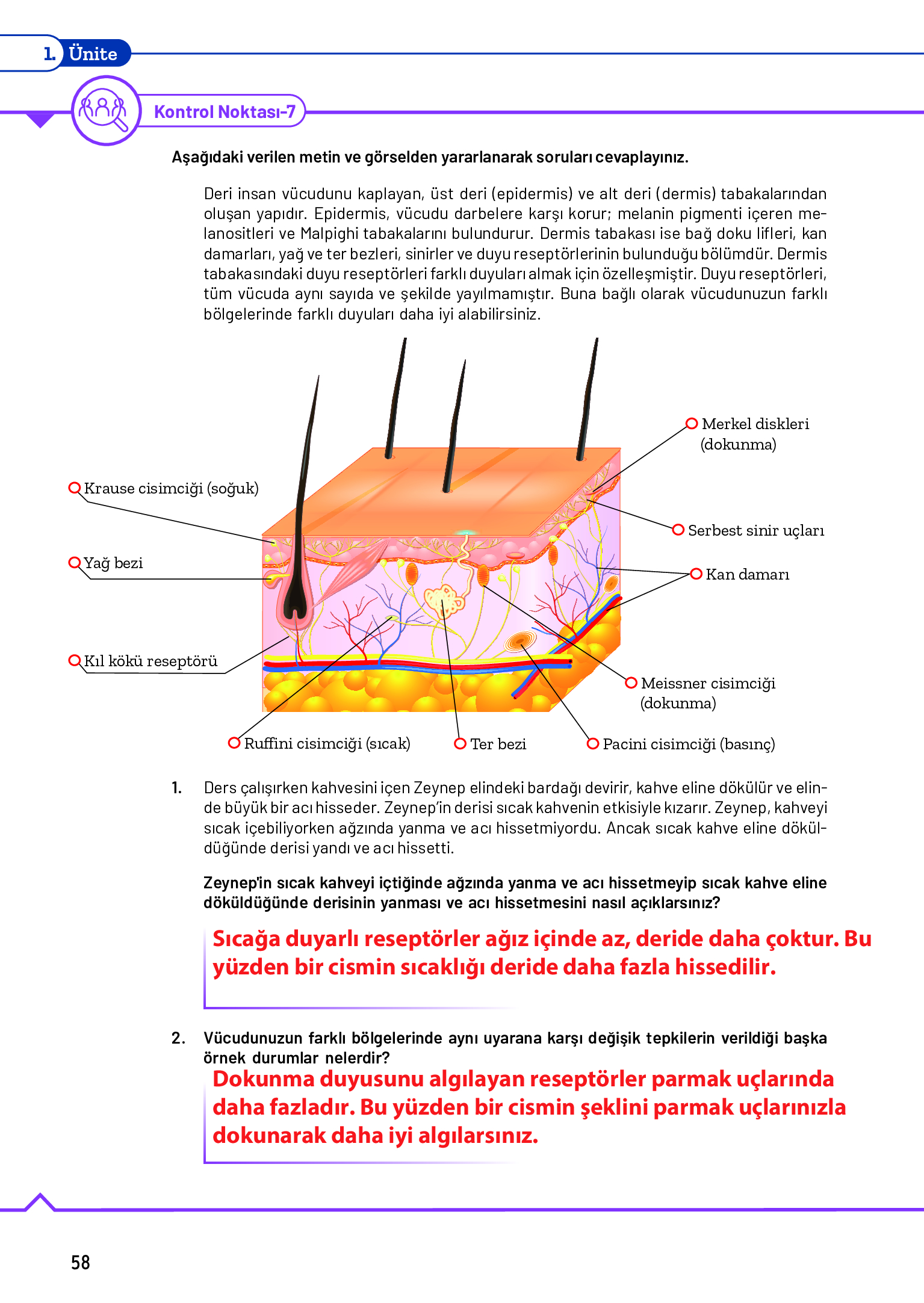 11. Sınıf Meb Yayınları Fen Lisesi Biyoloji Ders Kitabı Sayfa 58 Cevapları