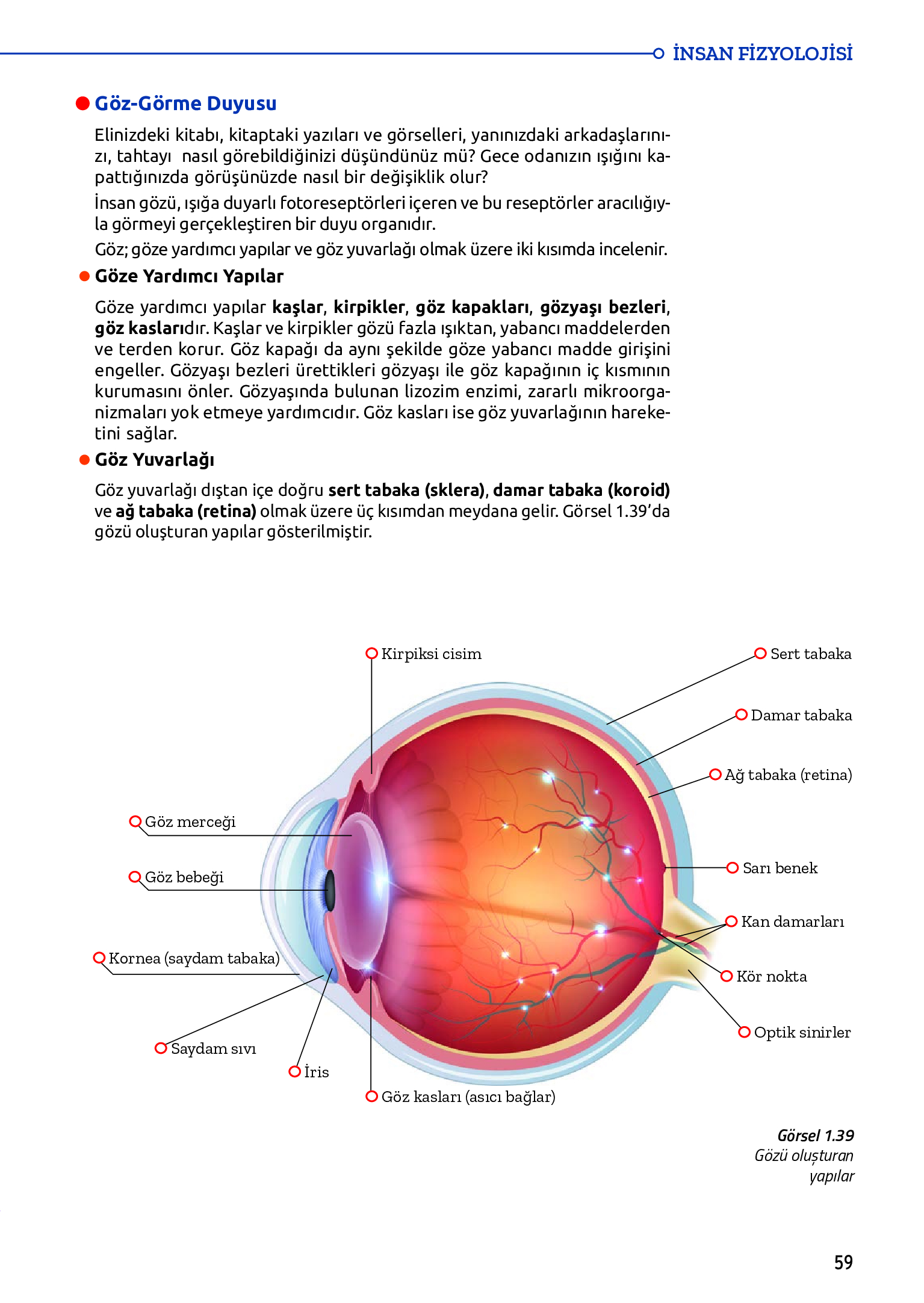 11. Sınıf Meb Yayınları Fen Lisesi Biyoloji Ders Kitabı Sayfa 59 Cevapları