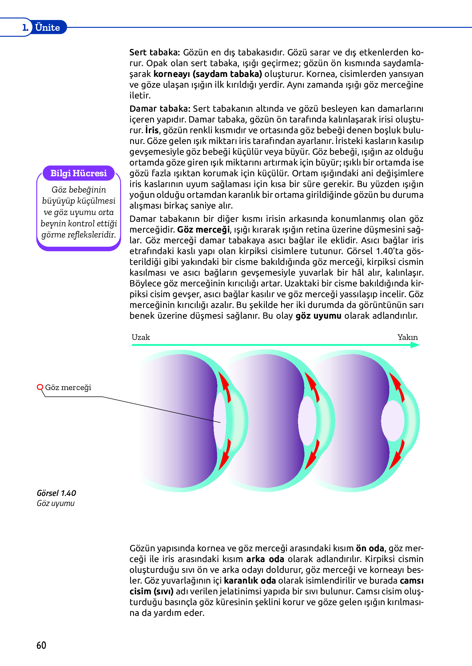 11. Sınıf Meb Yayınları Fen Lisesi Biyoloji Ders Kitabı Sayfa 60 Cevapları 11. Sınıf Meb Yayınları Fen Lisesi Biyoloji Ders Kitabı Sayfa 60 Cevapları