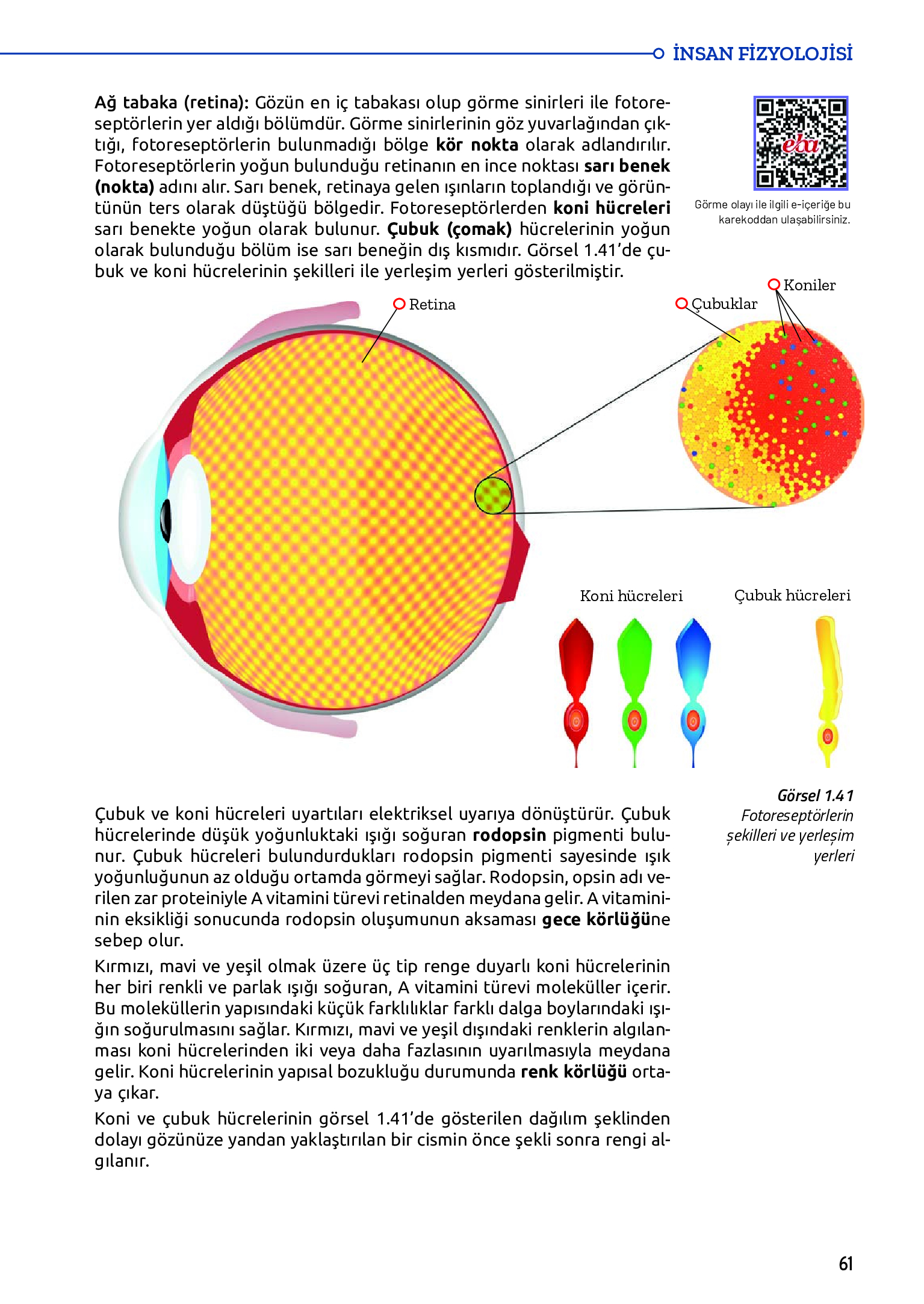 11. Sınıf Meb Yayınları Fen Lisesi Biyoloji Ders Kitabı Sayfa 61 Cevapları