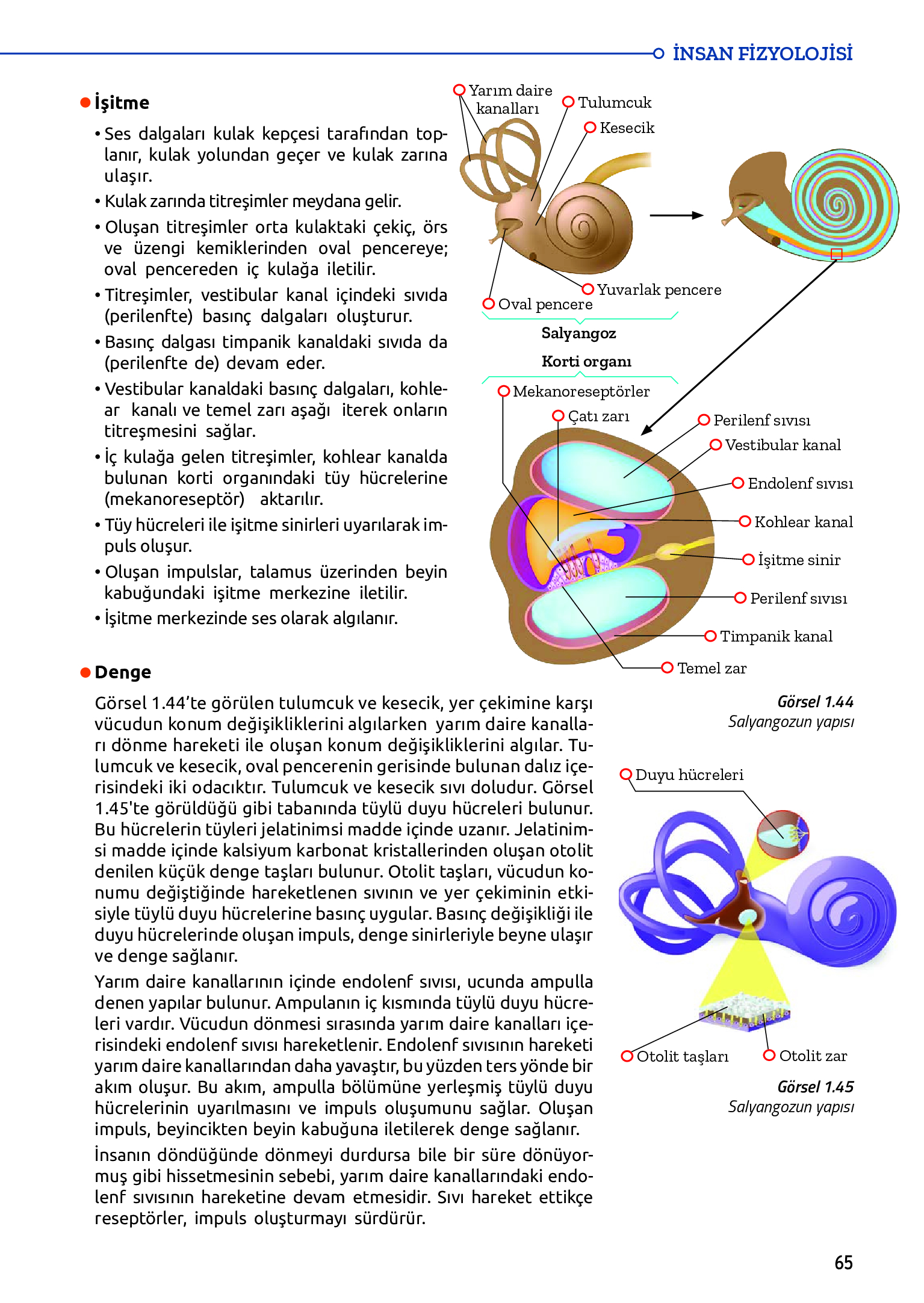 11. Sınıf Meb Yayınları Fen Lisesi Biyoloji Ders Kitabı Sayfa 65 Cevapları 11. Sınıf Meb Yayınları Fen Lisesi Biyoloji Ders Kitabı Sayfa 65 Cevapları
