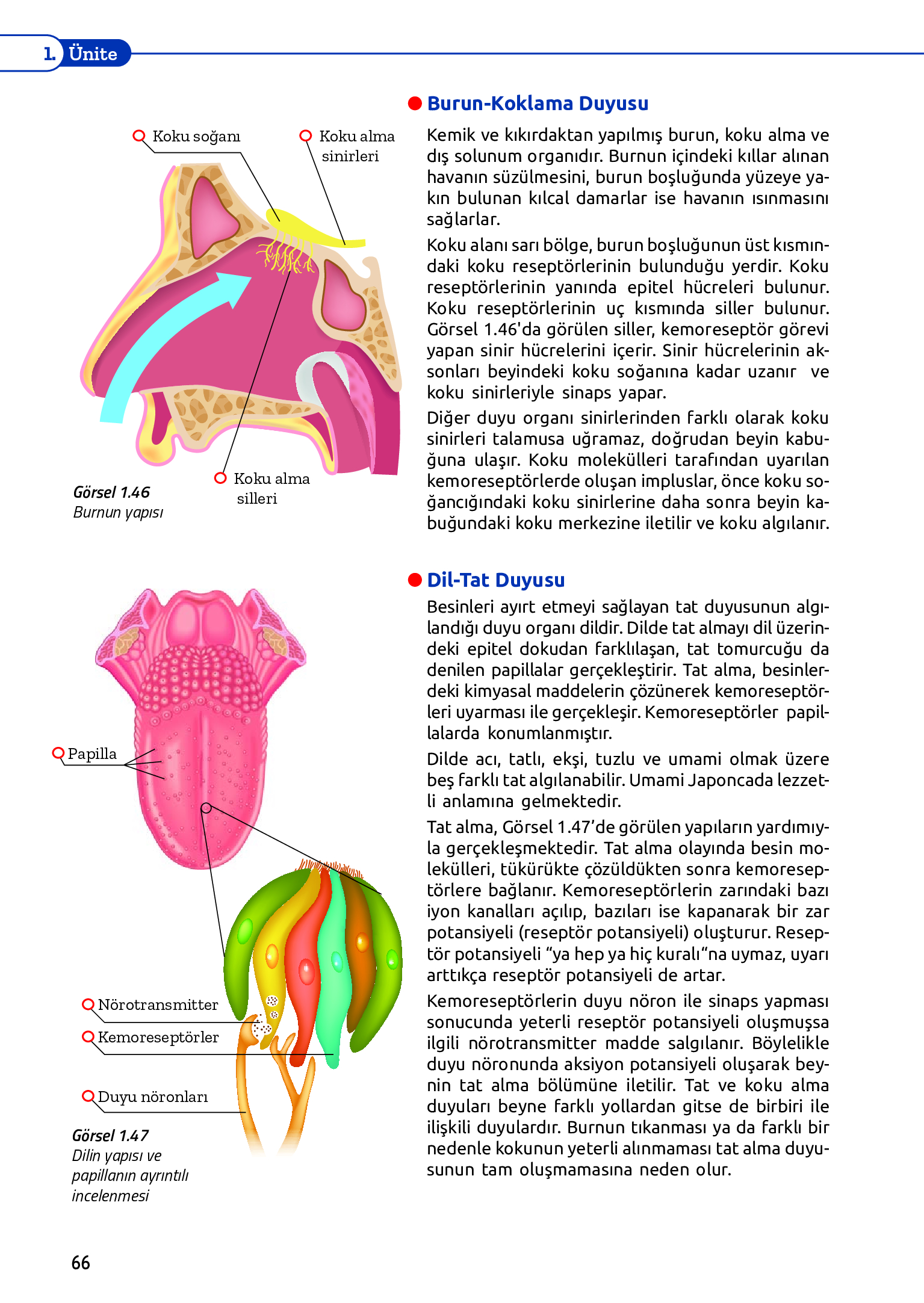 11. Sınıf Meb Yayınları Fen Lisesi Biyoloji Ders Kitabı Sayfa 66 Cevapları