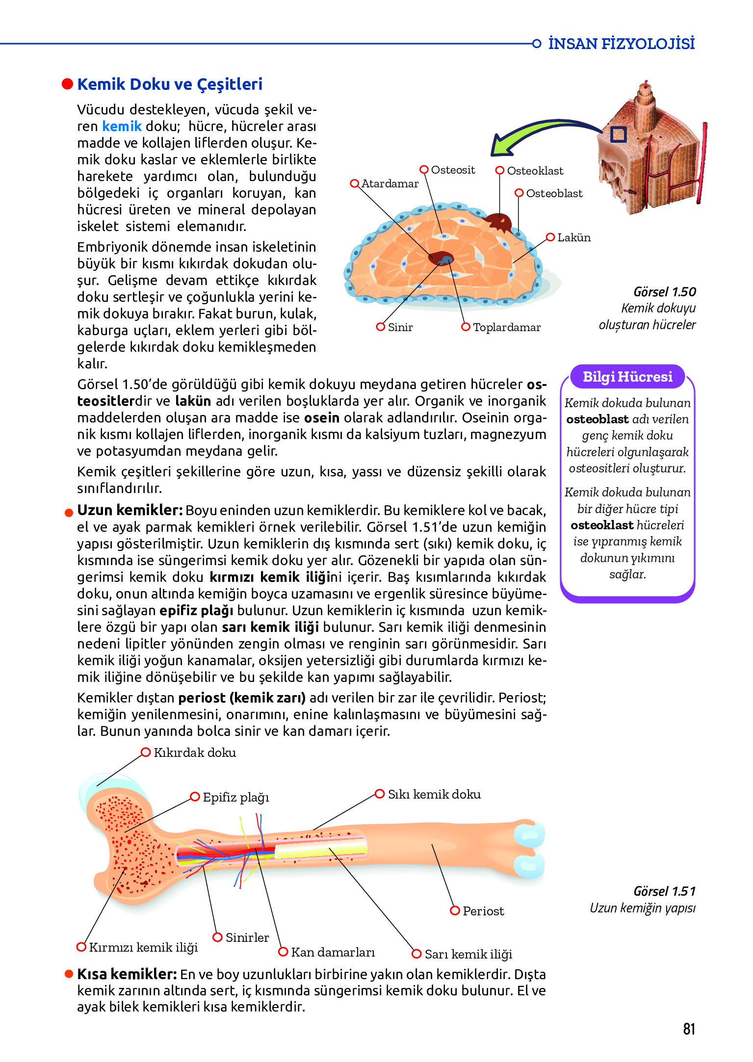 11. Sınıf Meb Yayınları Fen Lisesi Biyoloji Ders Kitabı Sayfa 81 Cevapları